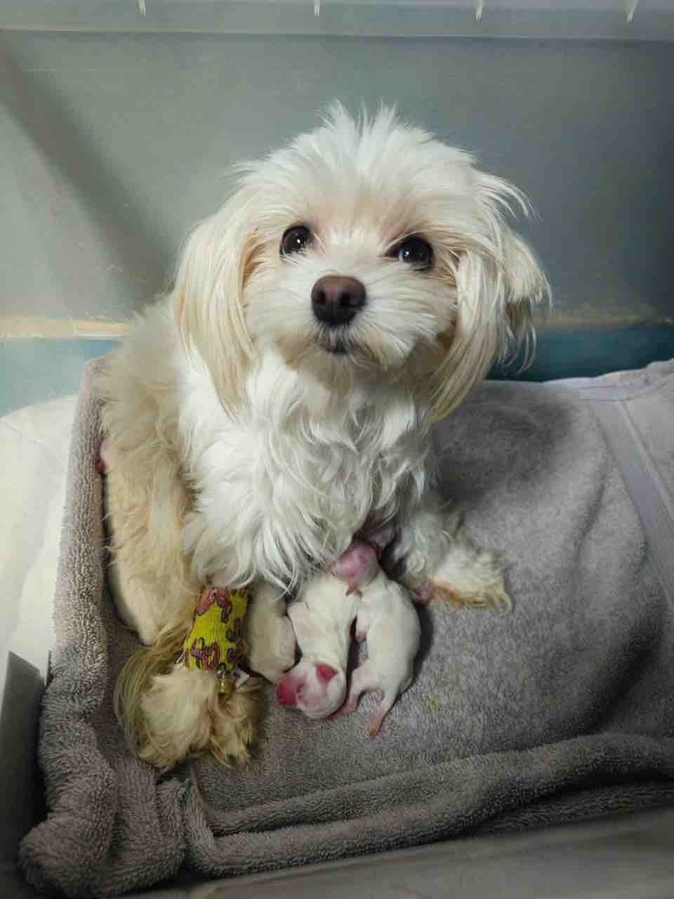 Help Rescue Abandoned, Injured & Neglected Animals campaign photo, 2 of 8