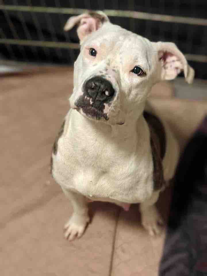 Help Rescue Abandoned, Injured & Neglected Animals campaign photo, 5 of 8