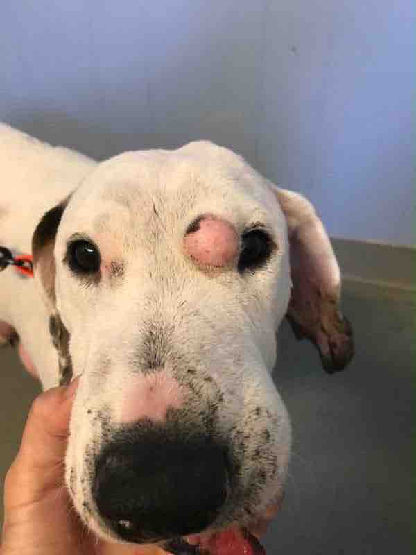 Help Rescue Abandoned, Injured & Neglected Animals campaign photo, 6 of 8