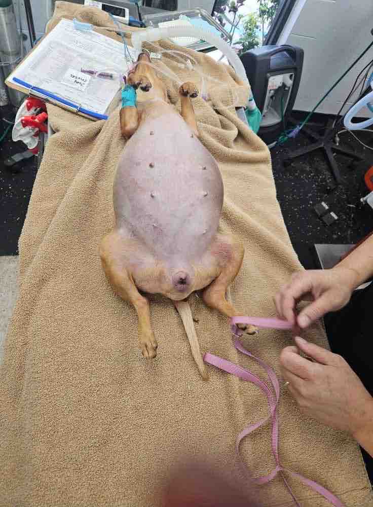 Help Rescue Abandoned, Injured & Neglected Animals campaign photo, 8 of 9