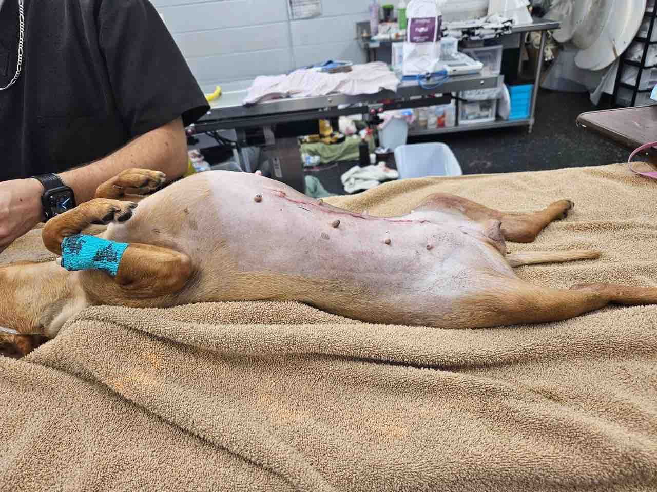 Help Rescue Abandoned, Injured & Neglected Animals campaign photo, 2 of 9