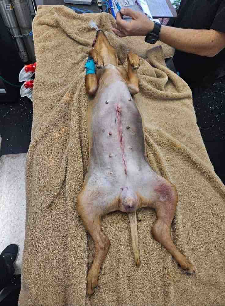 Help Rescue Abandoned, Injured & Neglected Animals campaign photo, 6 of 9