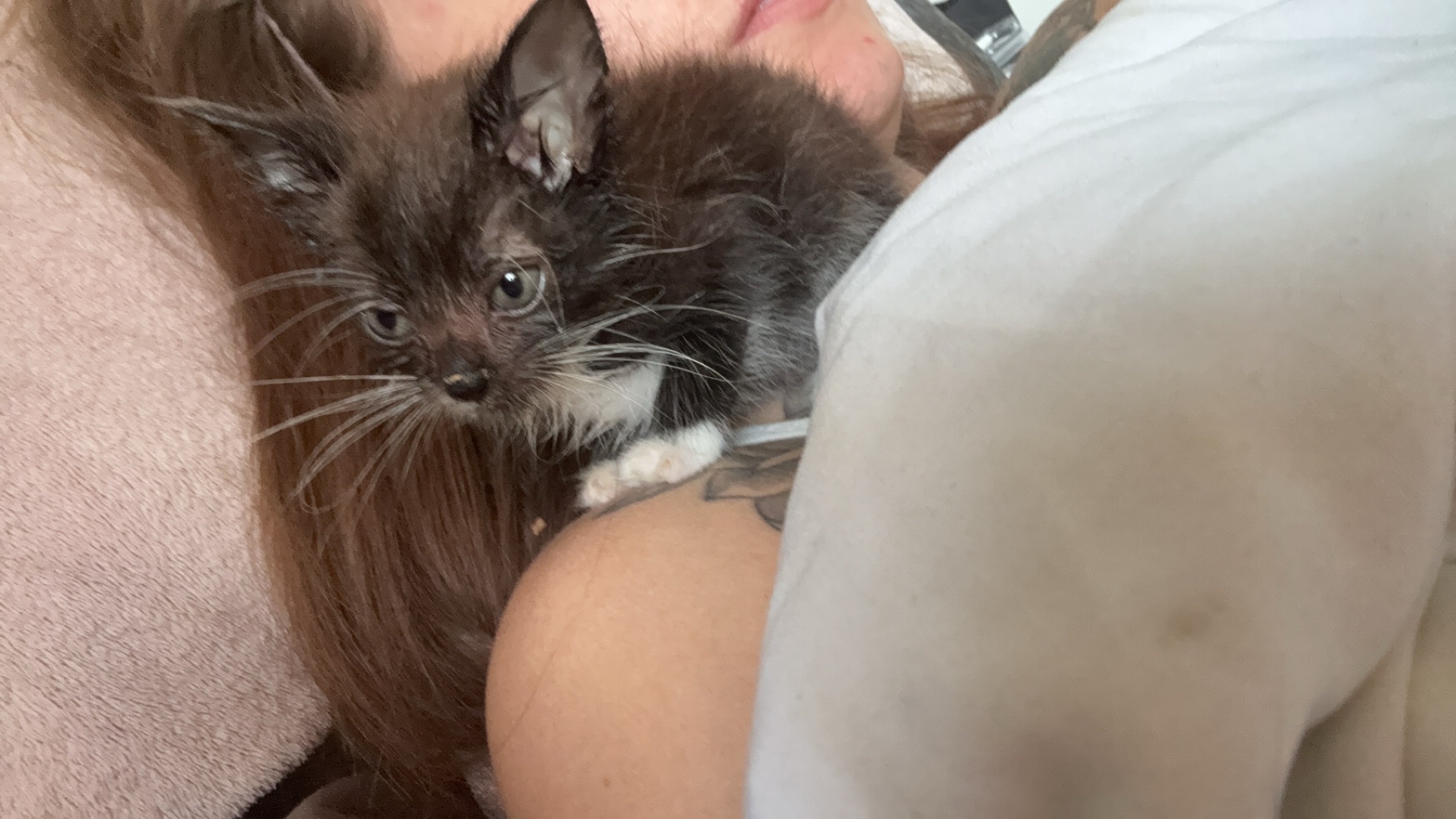 Scruff the kitten to get the help he needs campaign photo, 4 of 5