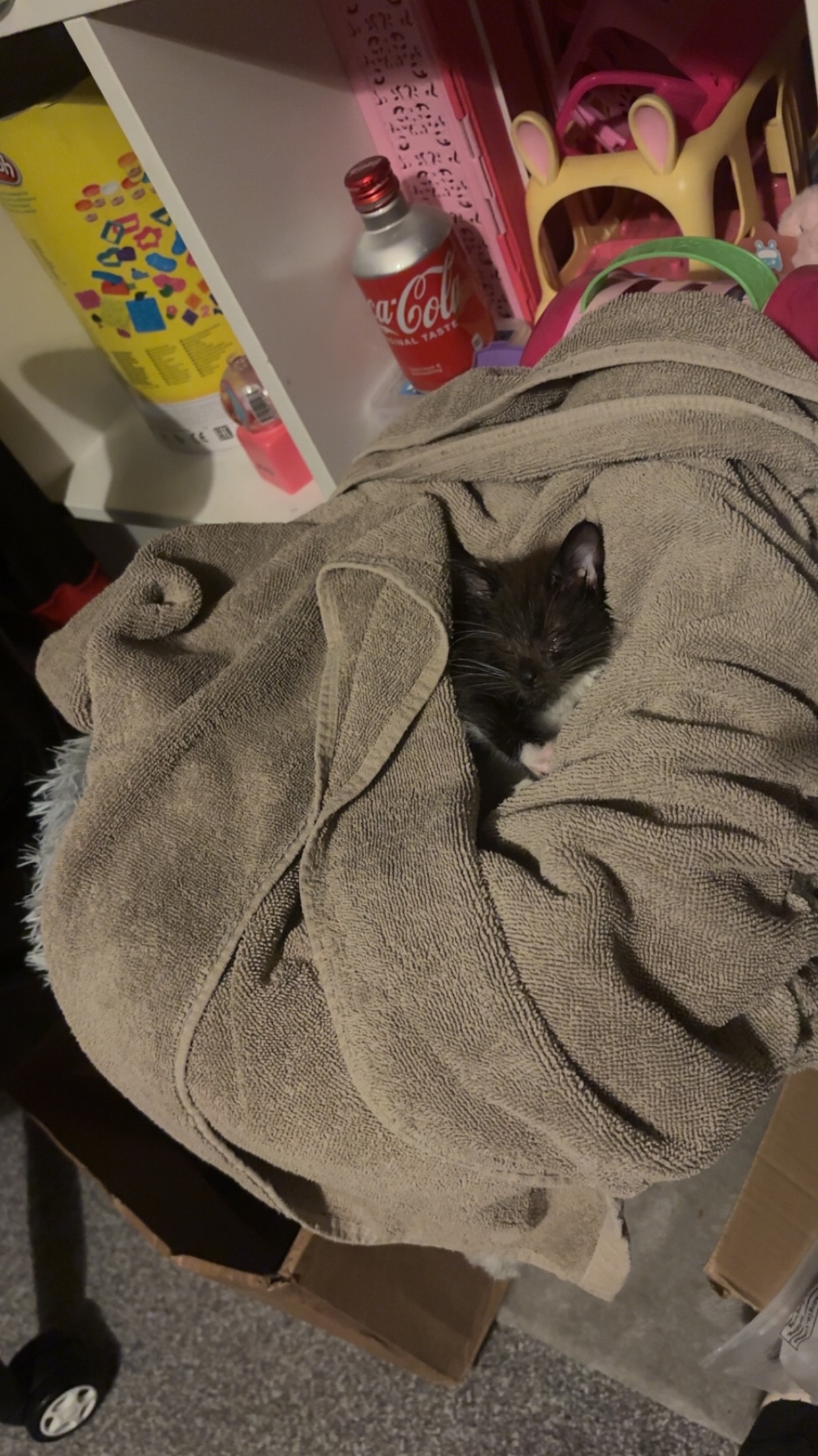 Scruff the kitten to get the help he needs campaign photo, 2 of 5