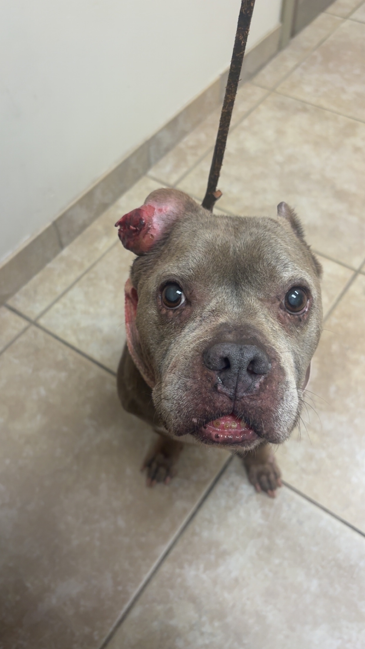 Help Xena Fight Cancer campaign photo, 4 of 6
