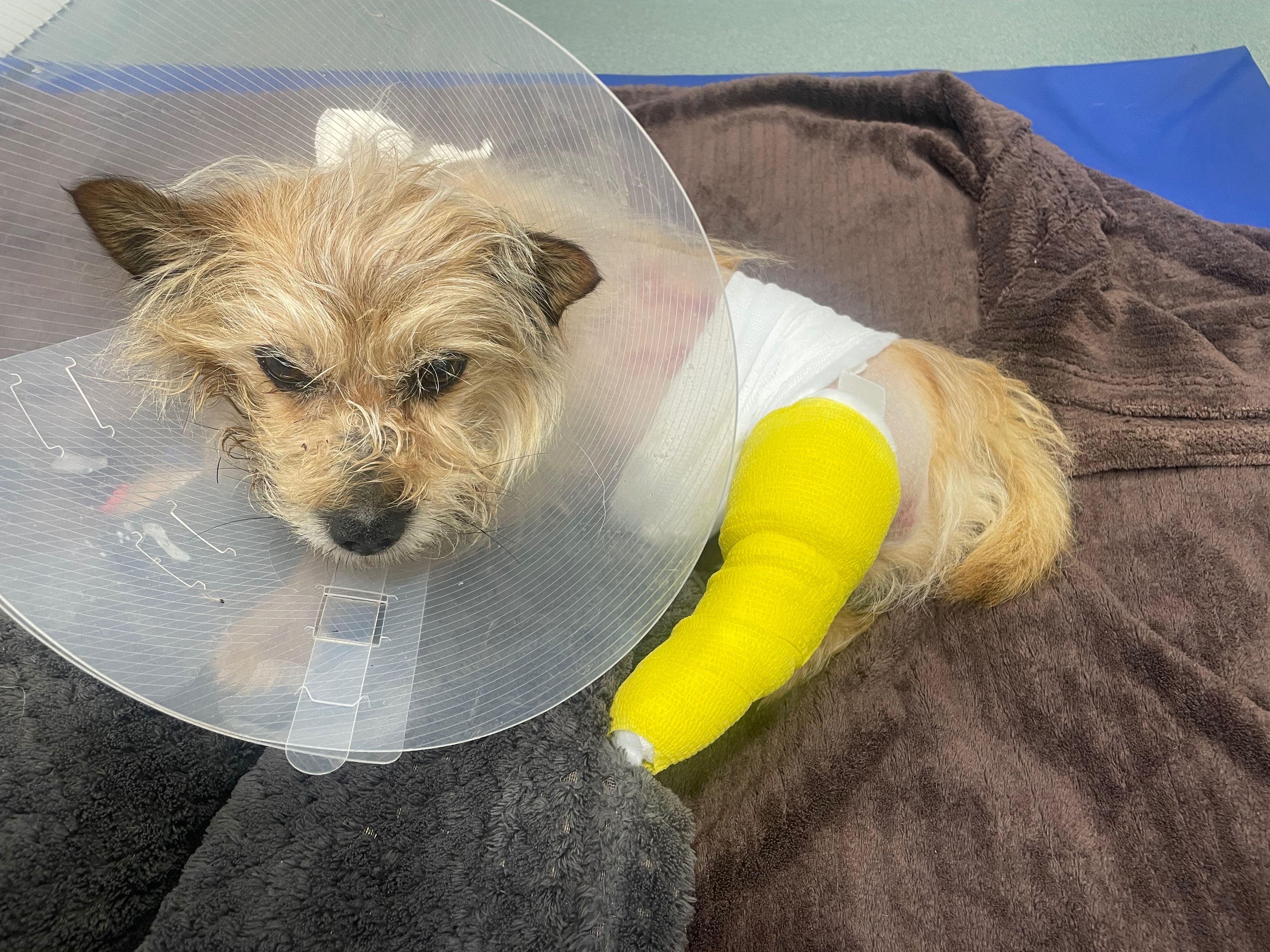 Pepe’s Injury Fund campaign photo, 2 of 7