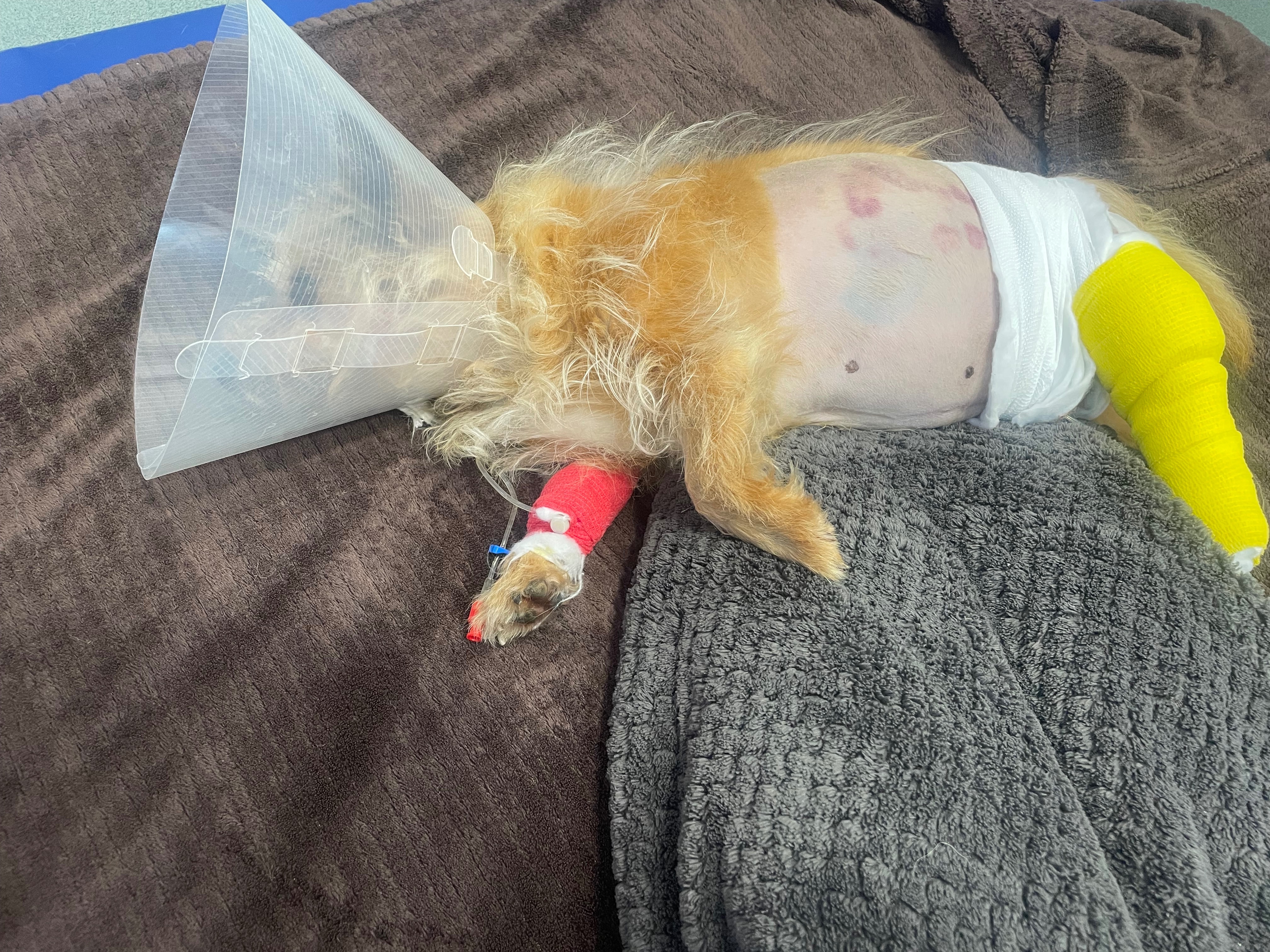 Pepe’s Injury Fund campaign photo, 5 of 7