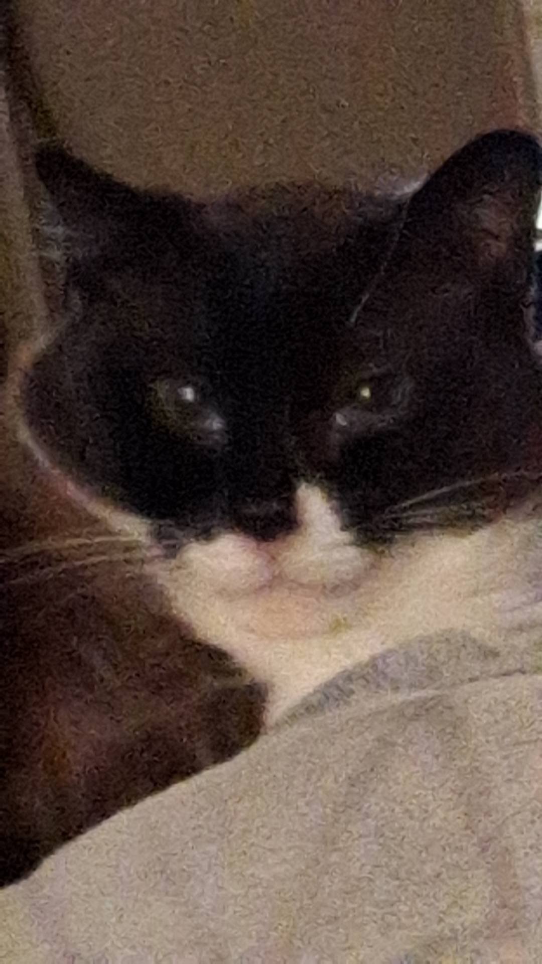 Help Pay for Kepler's Emergency Vet Visits campaign photo, 5 of 6