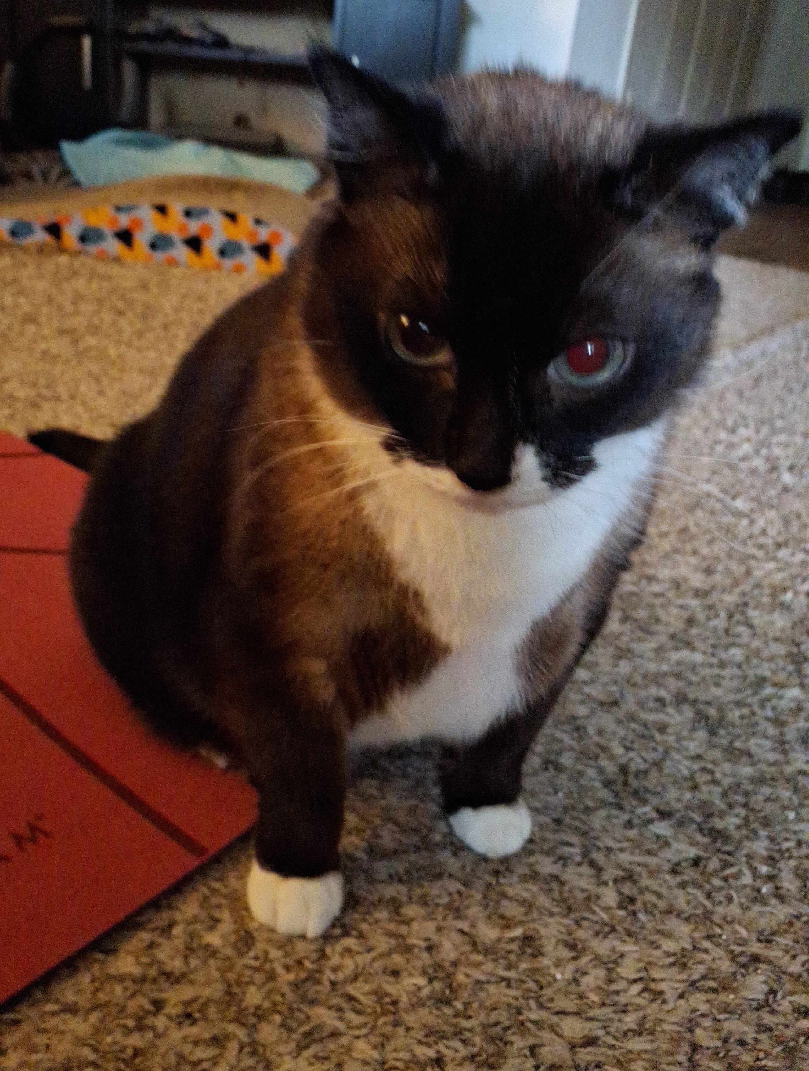 Help Pay for Kepler's Emergency Vet Visits campaign photo, 2 of 6