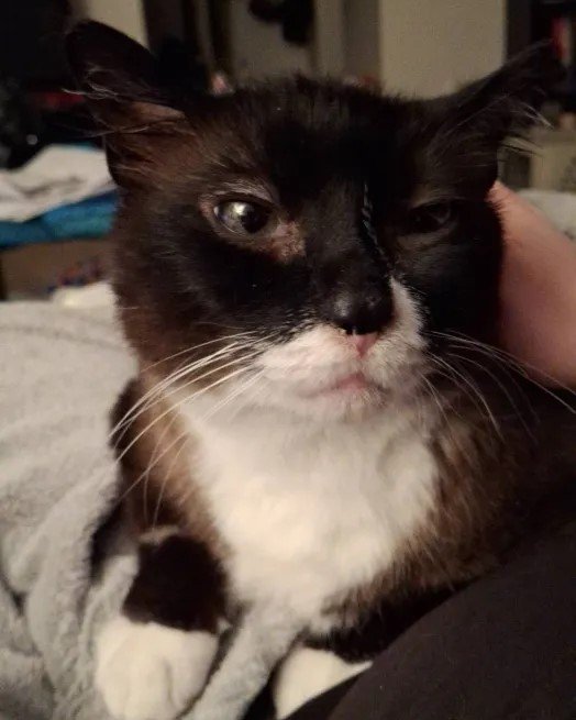 Help Pay for Kepler's Emergency Vet Visits campaign photo, 4 of 6