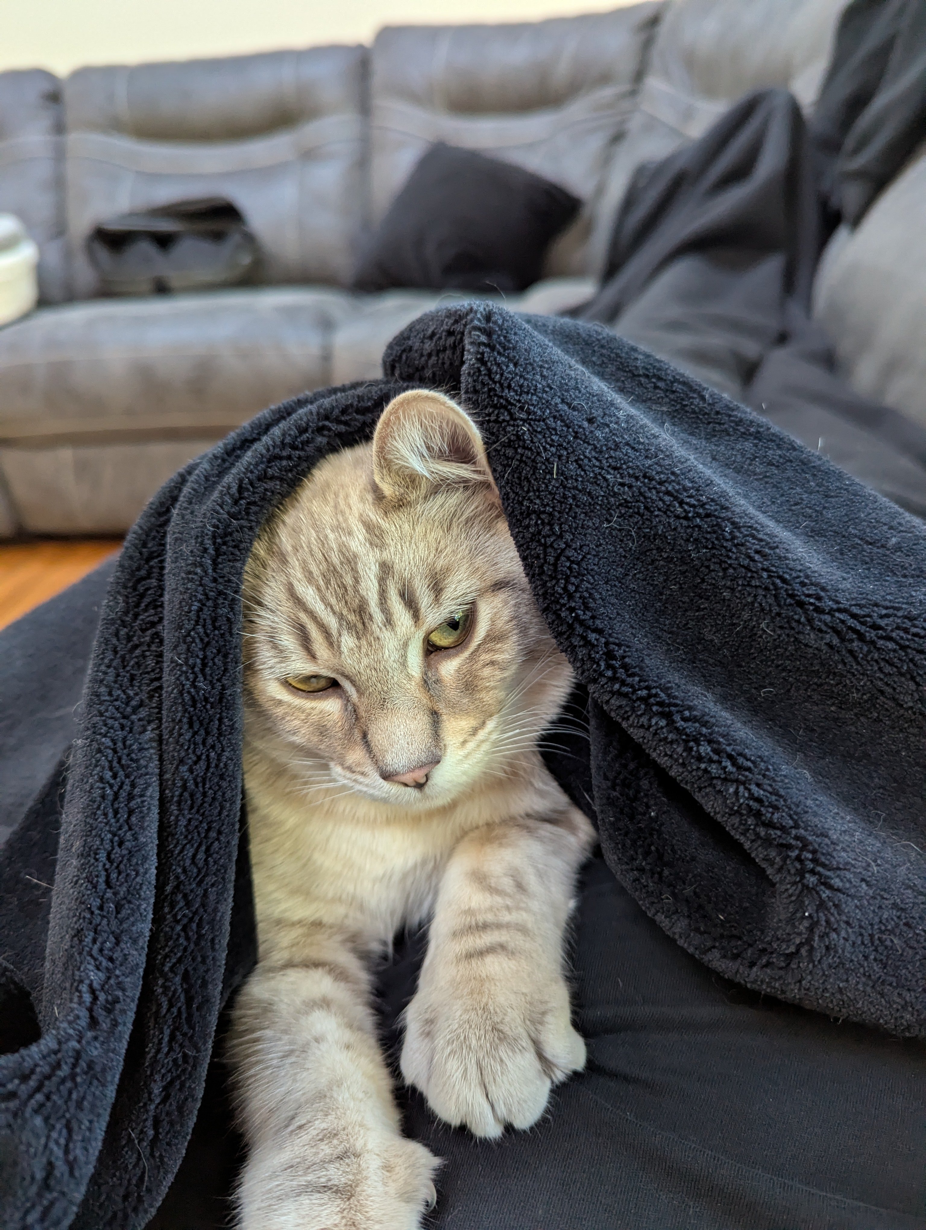 Cat Stabbing campaign photo, 2 of 5