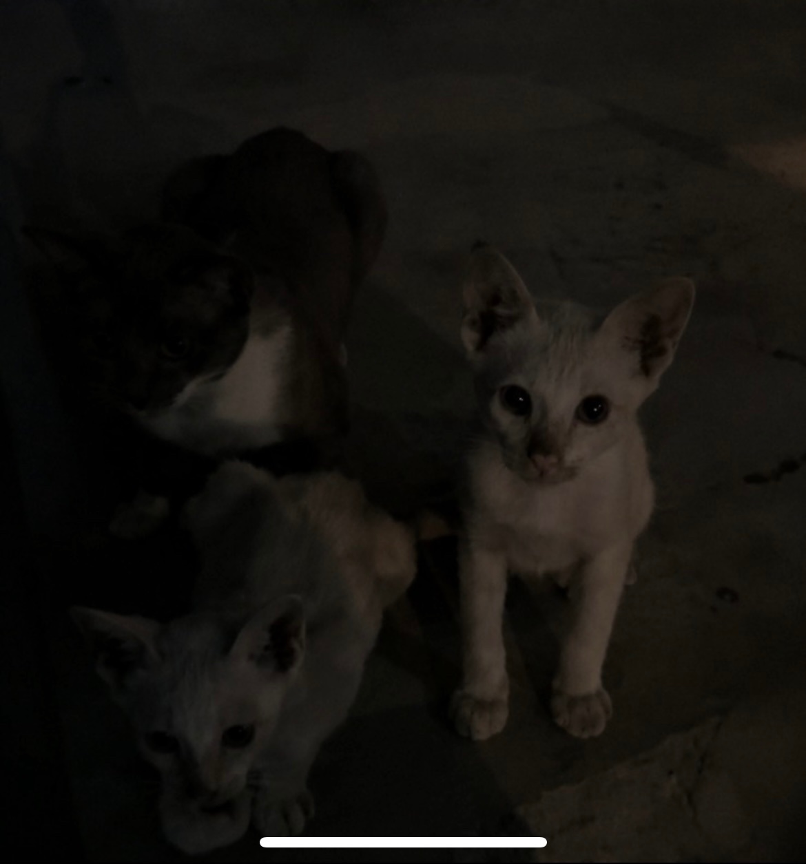 Kampagnen-Foto für Bitte HELFT den Katzen in Bangkok!!, 7 von 8