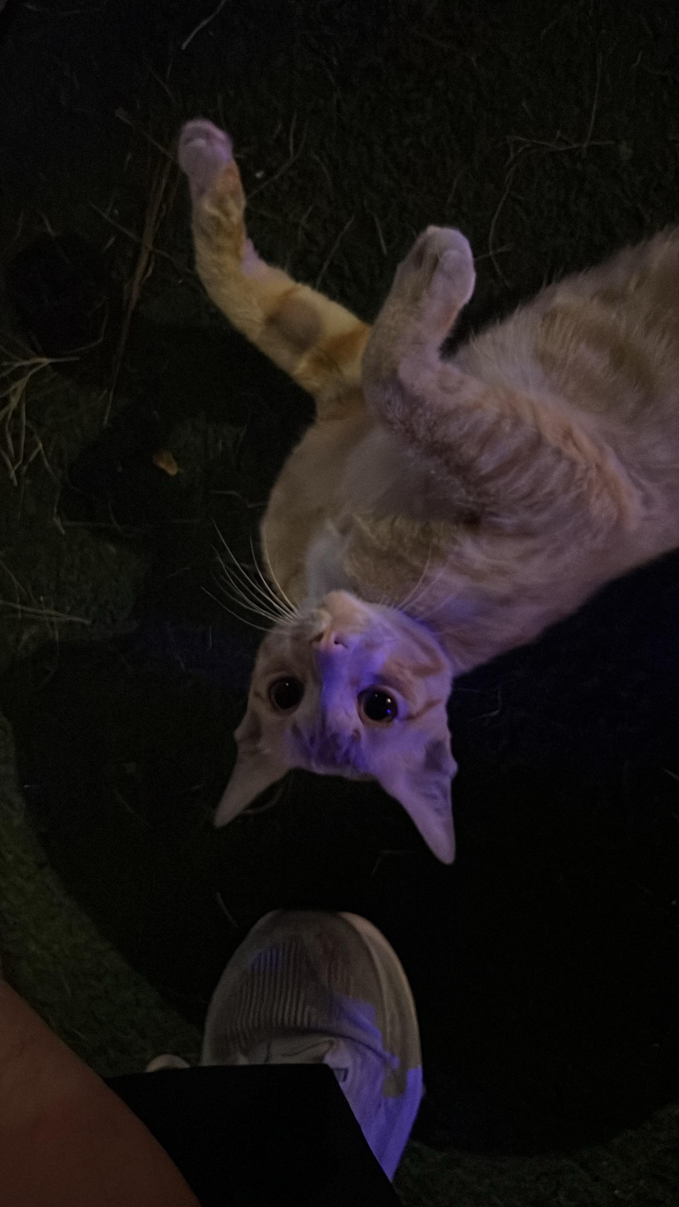 Kampagnen-Foto für Bitte HELFT den Katzen in Bangkok!!, 2 von 8