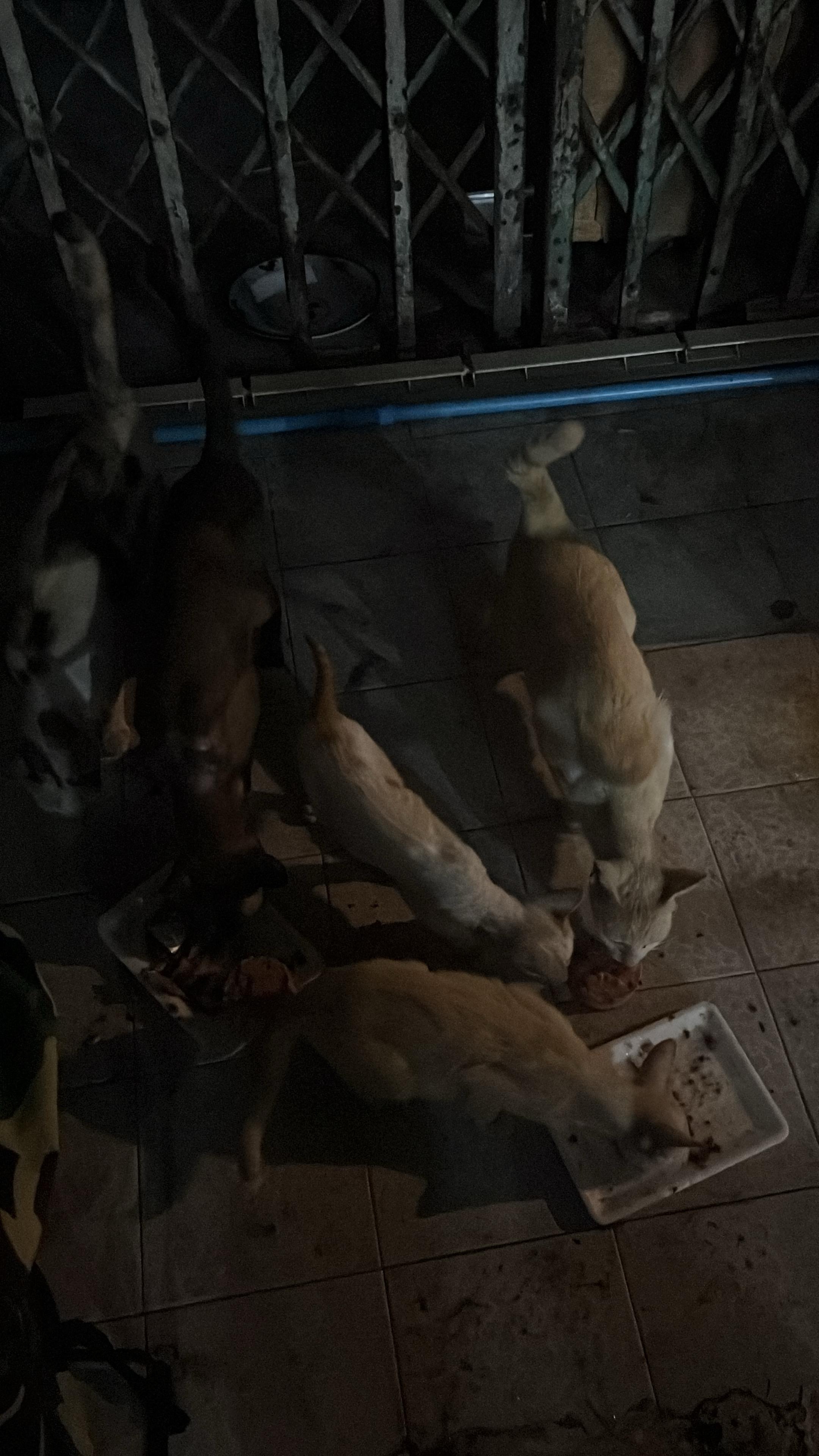 Kampagnen-Foto für Bitte HELFT den Katzen in Bangkok!!, 4 von 8