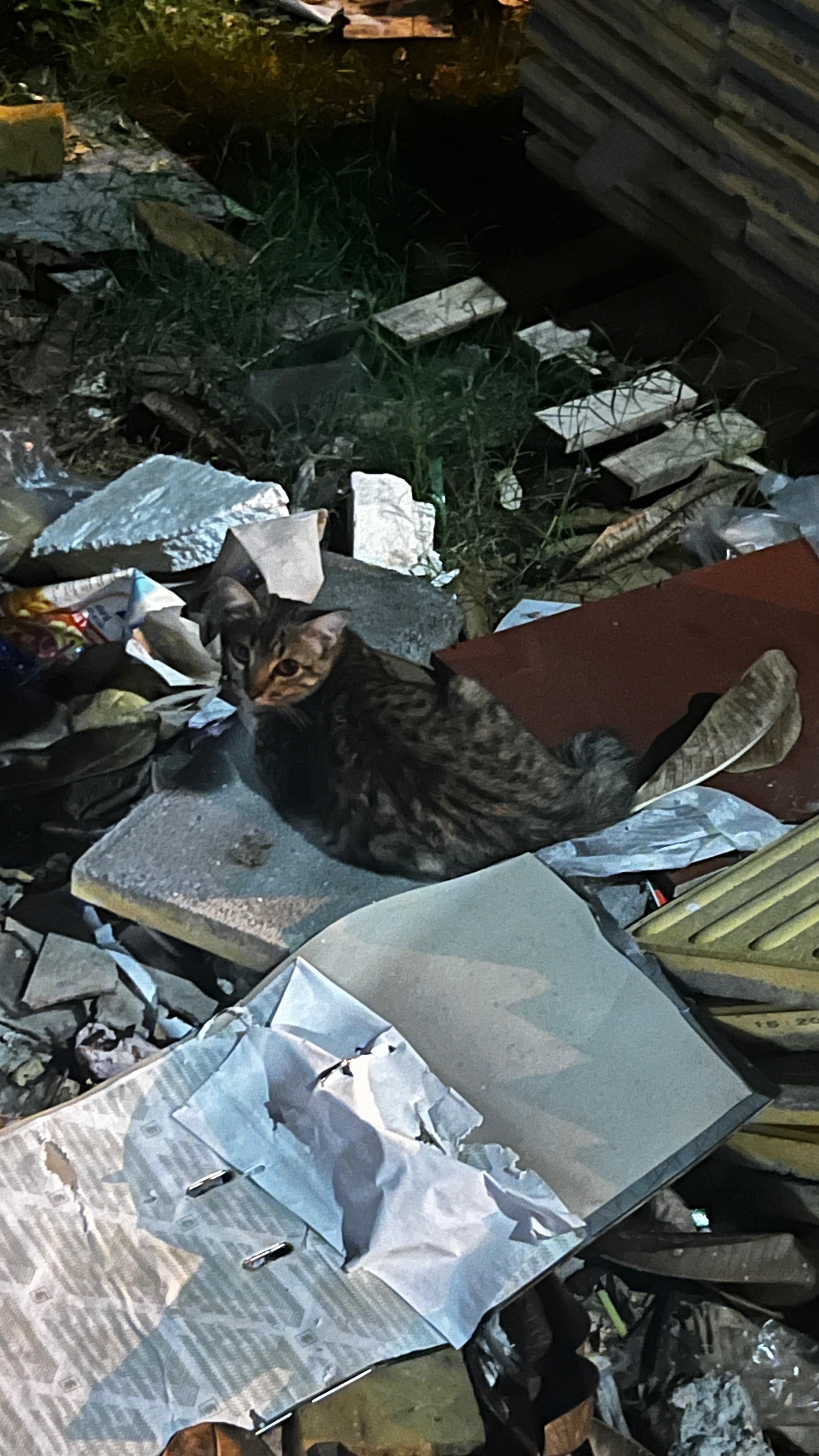 Kampagnen-Foto für Bitte HELFT den Katzen in Bangkok!!, 5 von 8