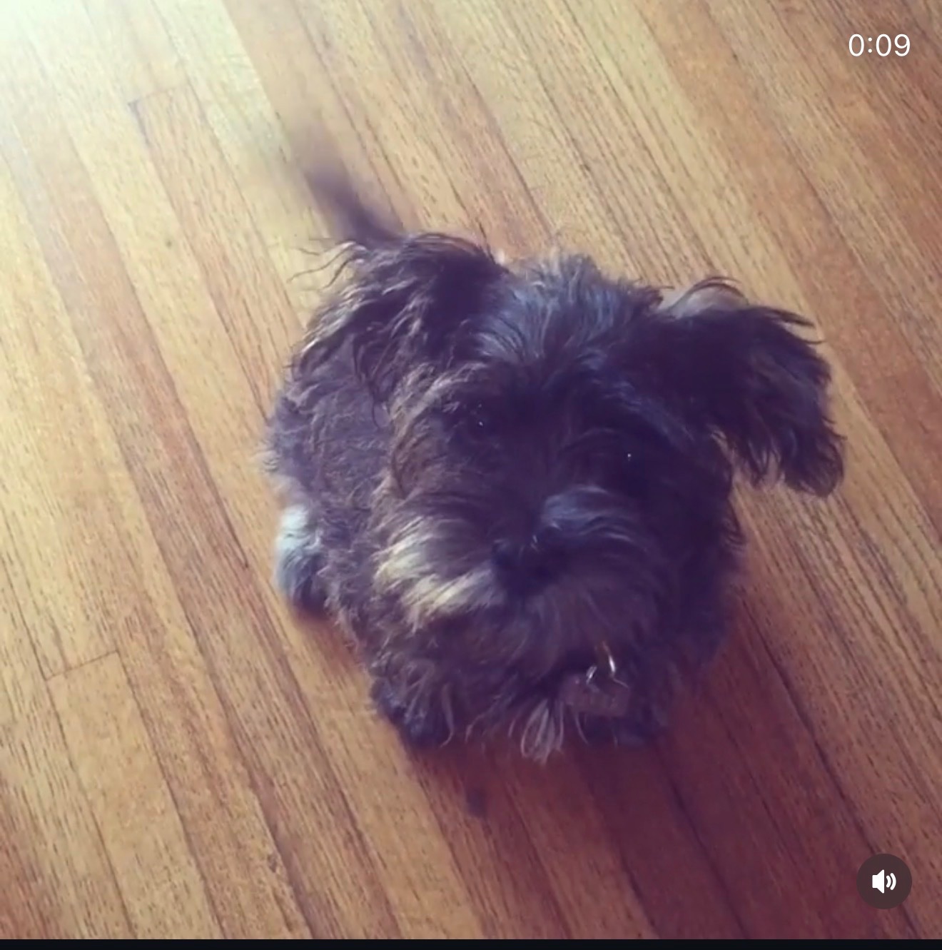 Help Anna Care for Her Beloved Rescue Dogs campaign photo, 6 of 7