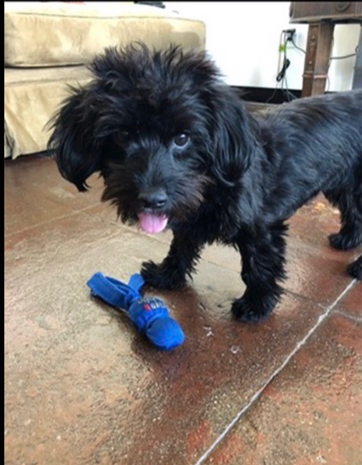 Help Anna Care for Her Beloved Rescue Dogs campaign photo, 2 of 7
