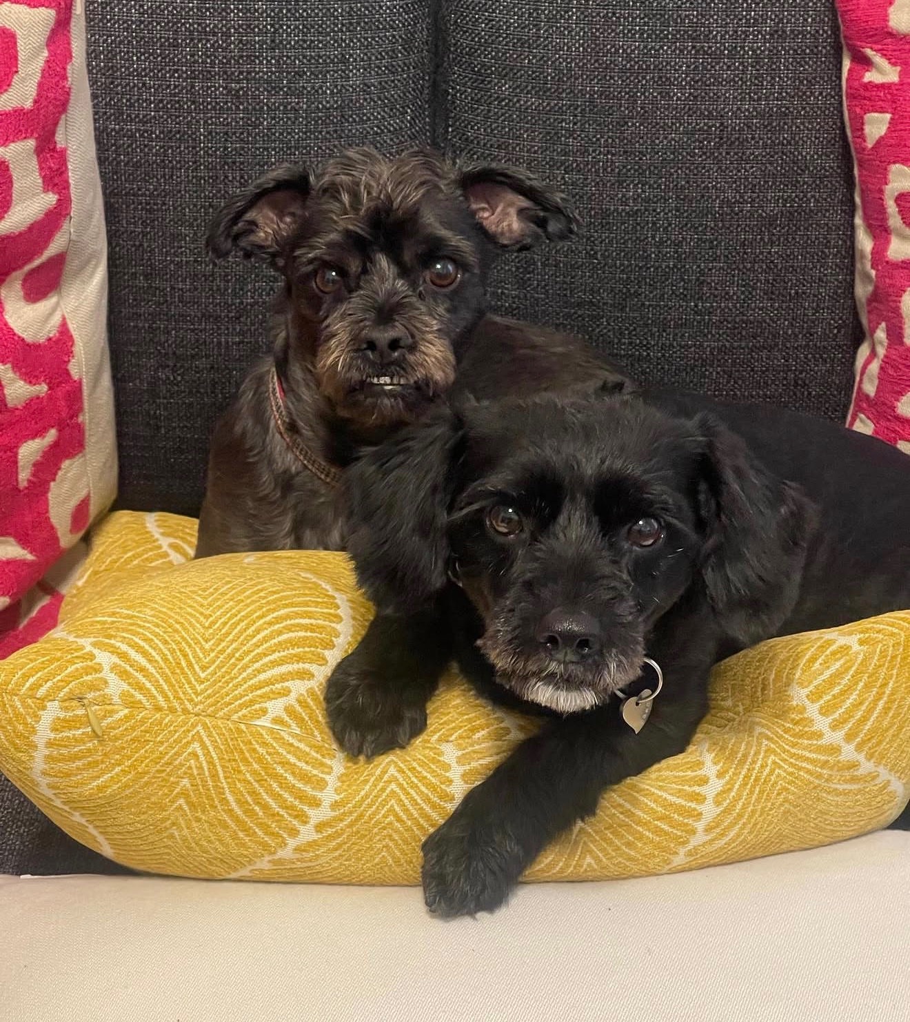 Help Anna Care for Her Beloved Rescue Dogs campaign photo, 5 of 7