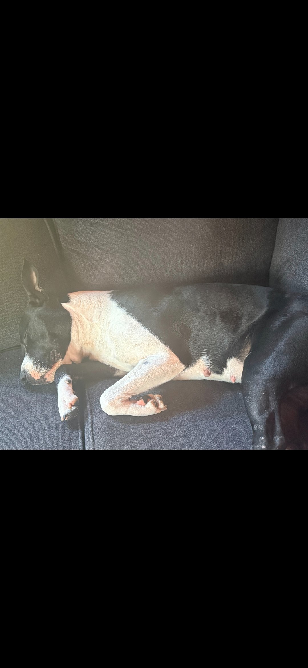 Help Us Help Minnie Have The Best Life campaign photo, 7 of 8