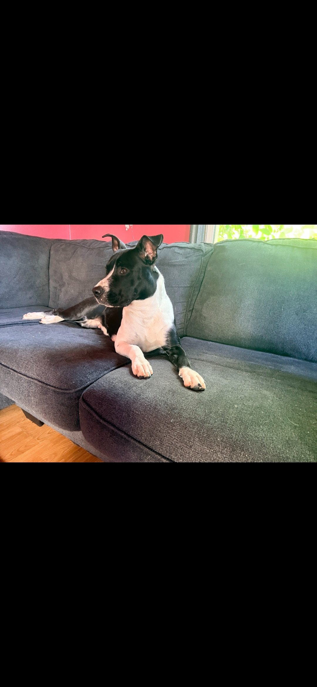 Help Us Help Minnie Have The Best Life campaign photo, 2 of 8