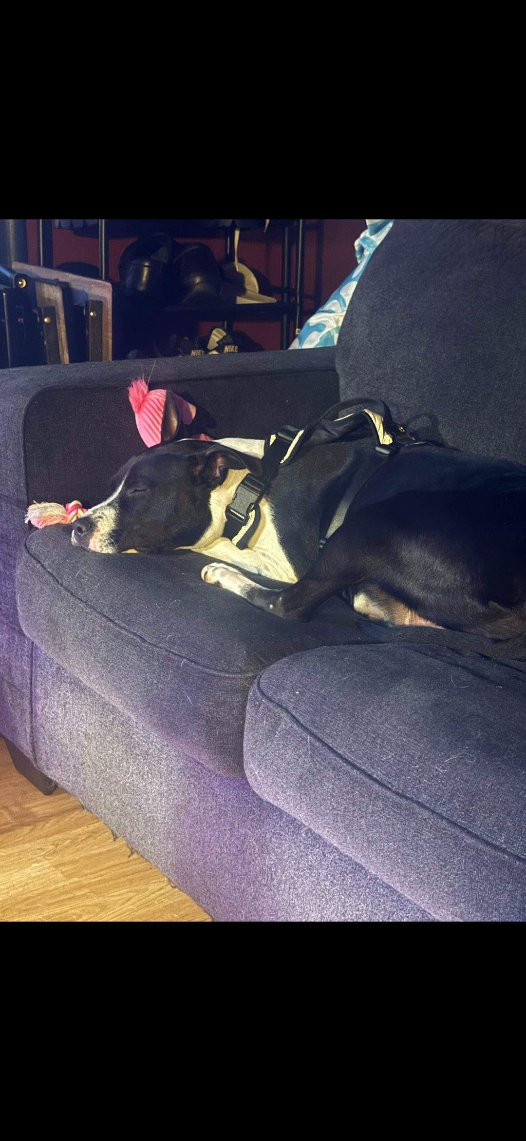 Help Us Help Minnie Have The Best Life campaign photo, 4 of 8