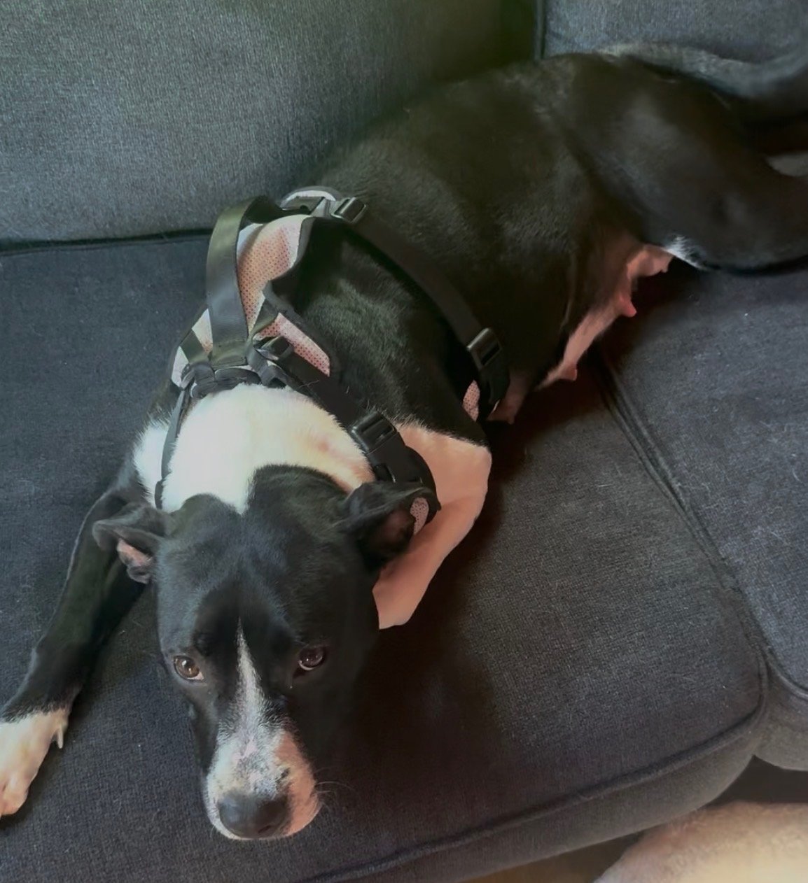 Help Us Help Minnie Have The Best Life campaign photo, 5 of 8