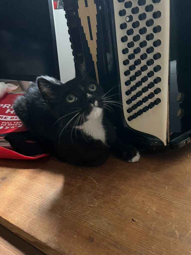 Porch cat with no trust fund and tons of cooties campaign photo, 2 of 4