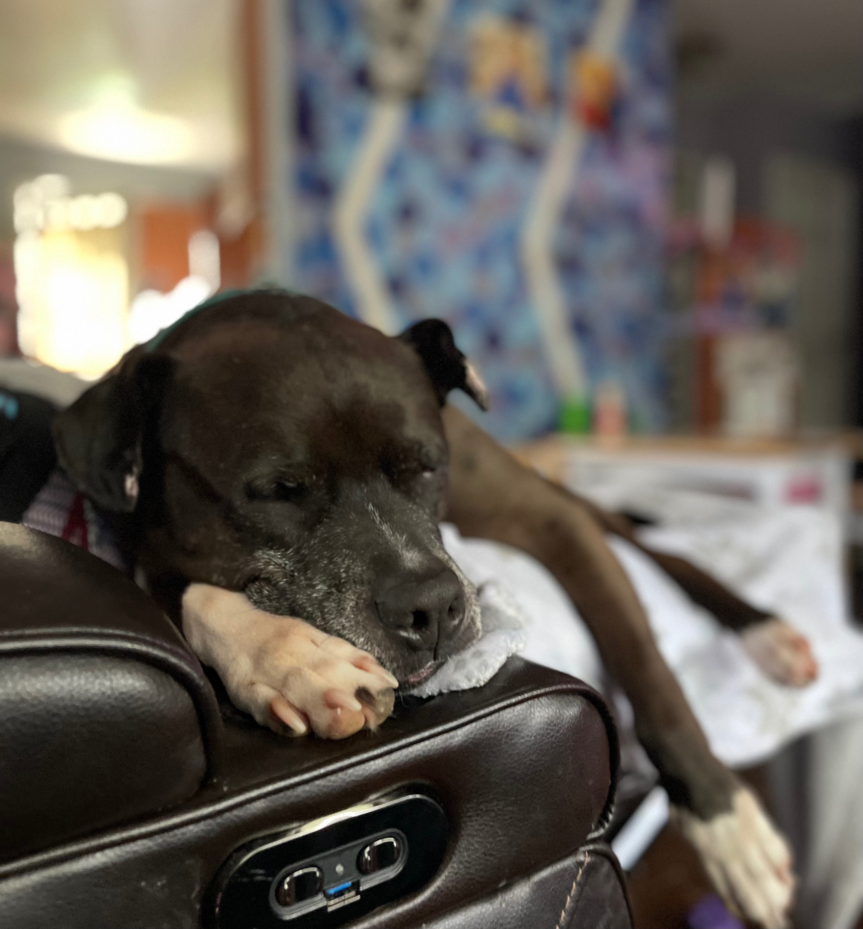 Help John McClane Heal & Find His Forever Home campaign photo, 2 of 8