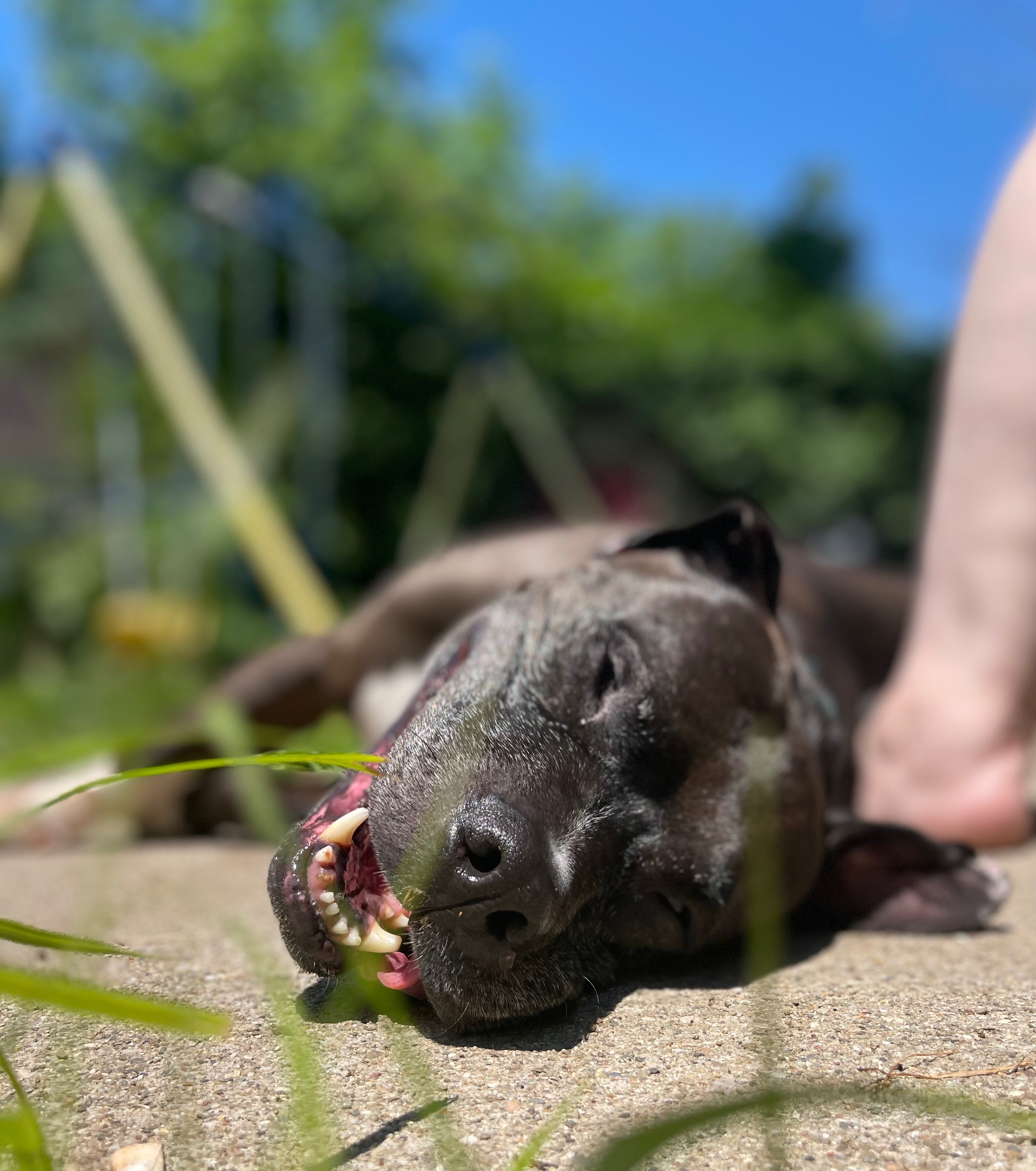 Help John McClane Heal & Find His Forever Home campaign photo, 4 of 8