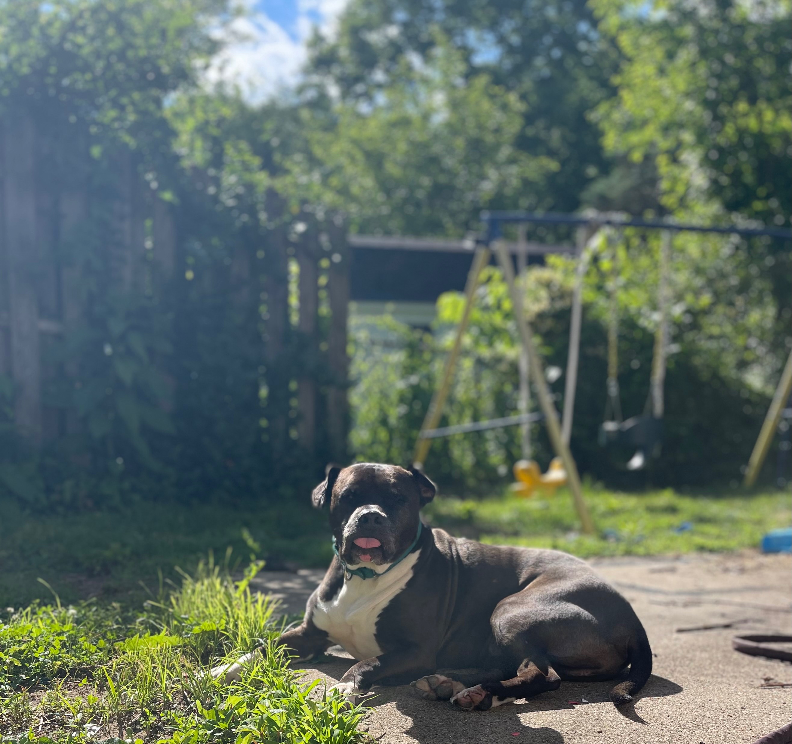 Help John McClane Heal & Find His Forever Home campaign photo, 5 of 8