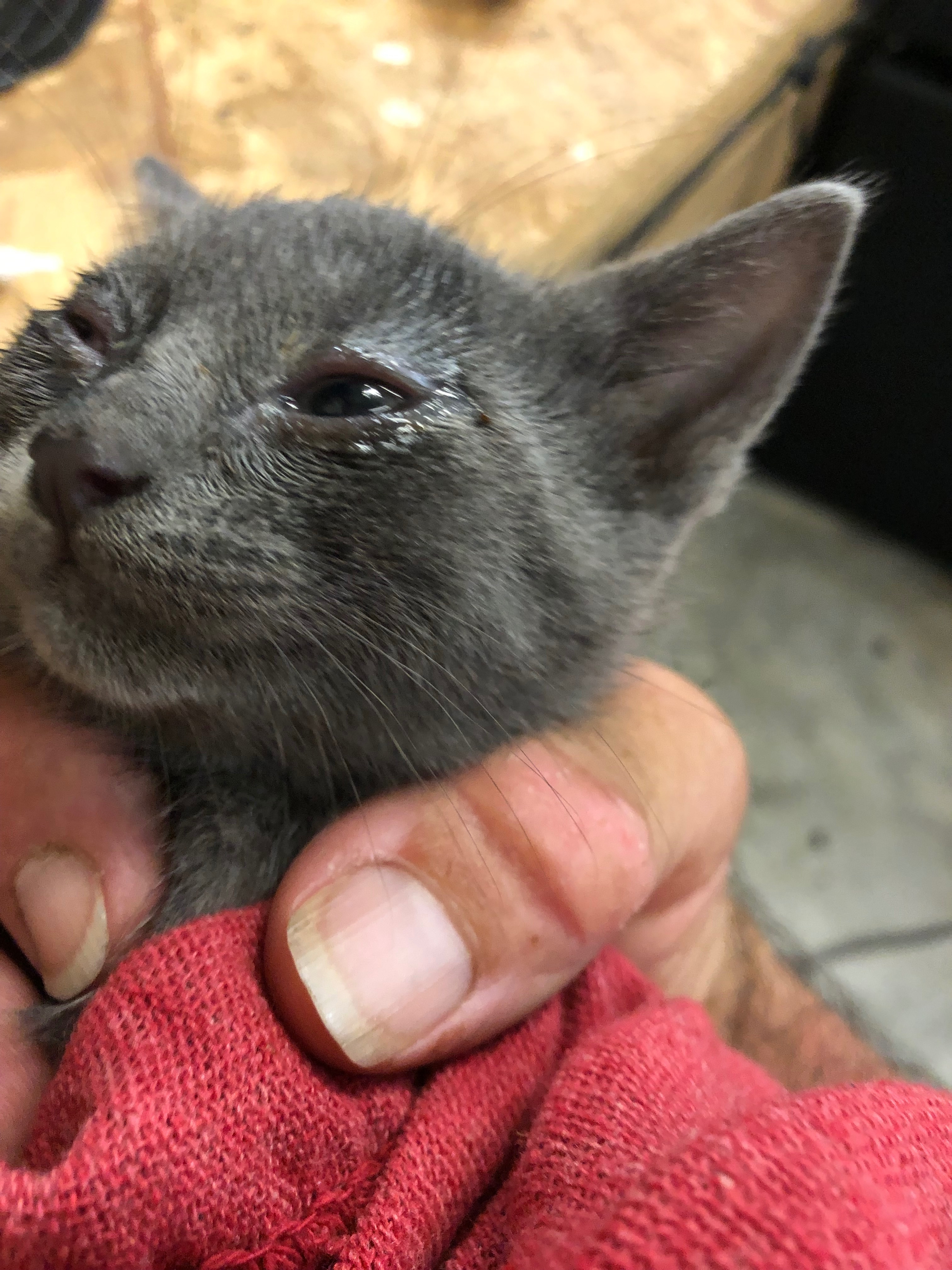 Austin’s Mission: Shelter and Care for Needy Animals campaign photo, 7 of 8