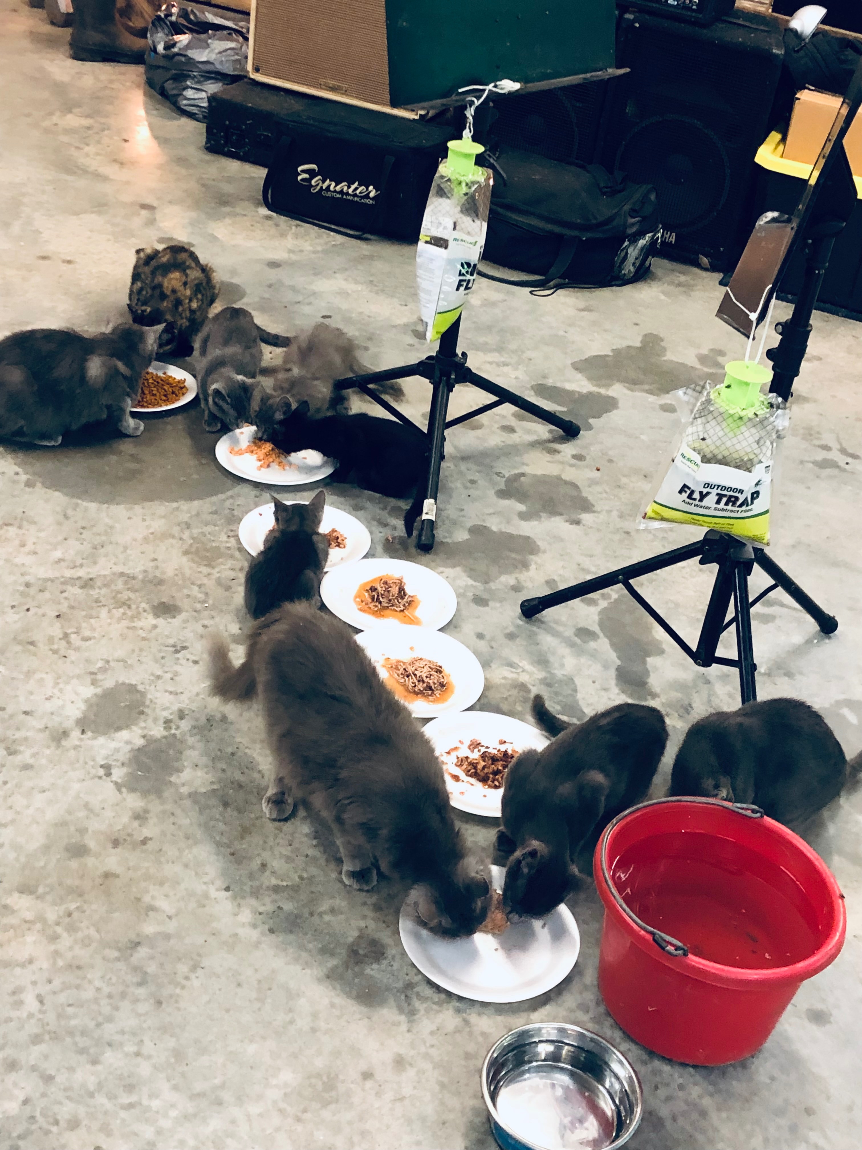Austin’s Mission: Shelter and Care for Needy Animals campaign photo, 2 of 8
