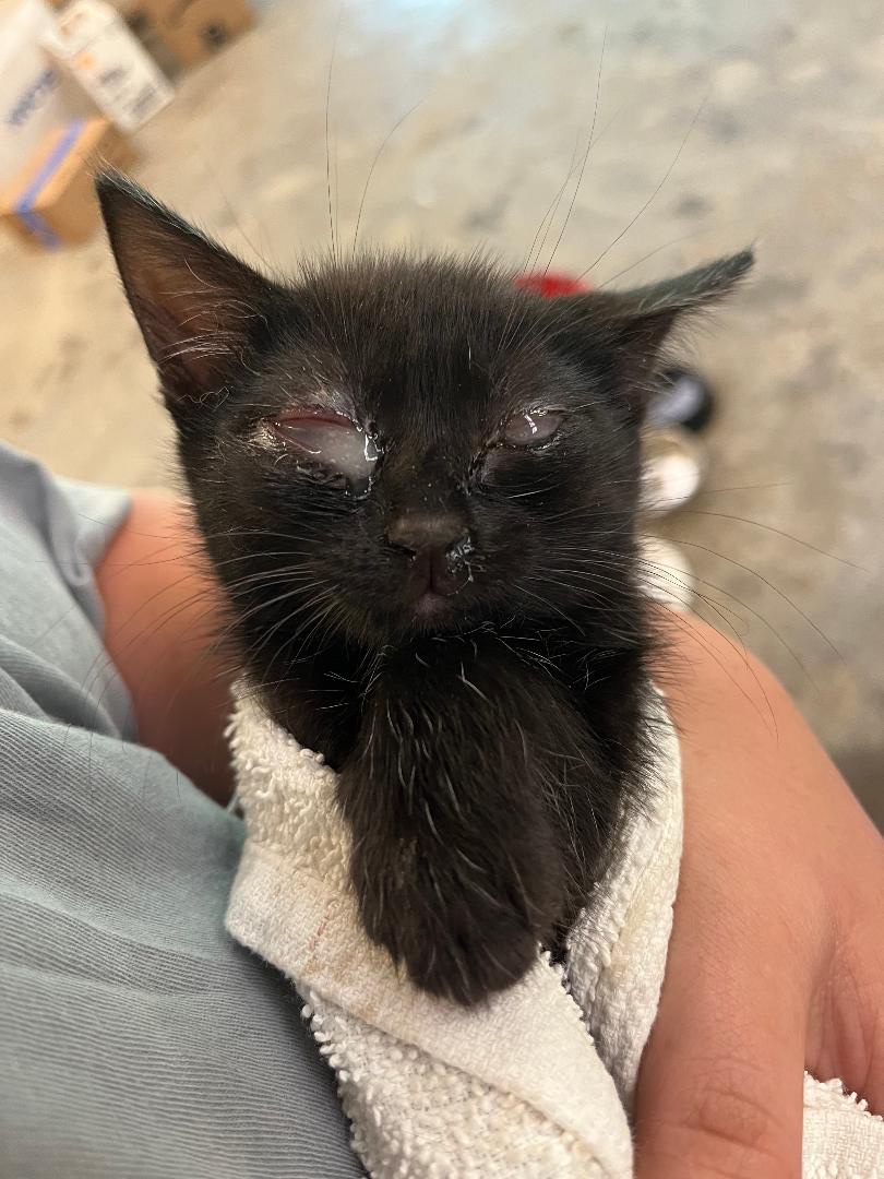 Austin’s Mission: Shelter and Care for Needy Animals campaign photo, 4 of 8