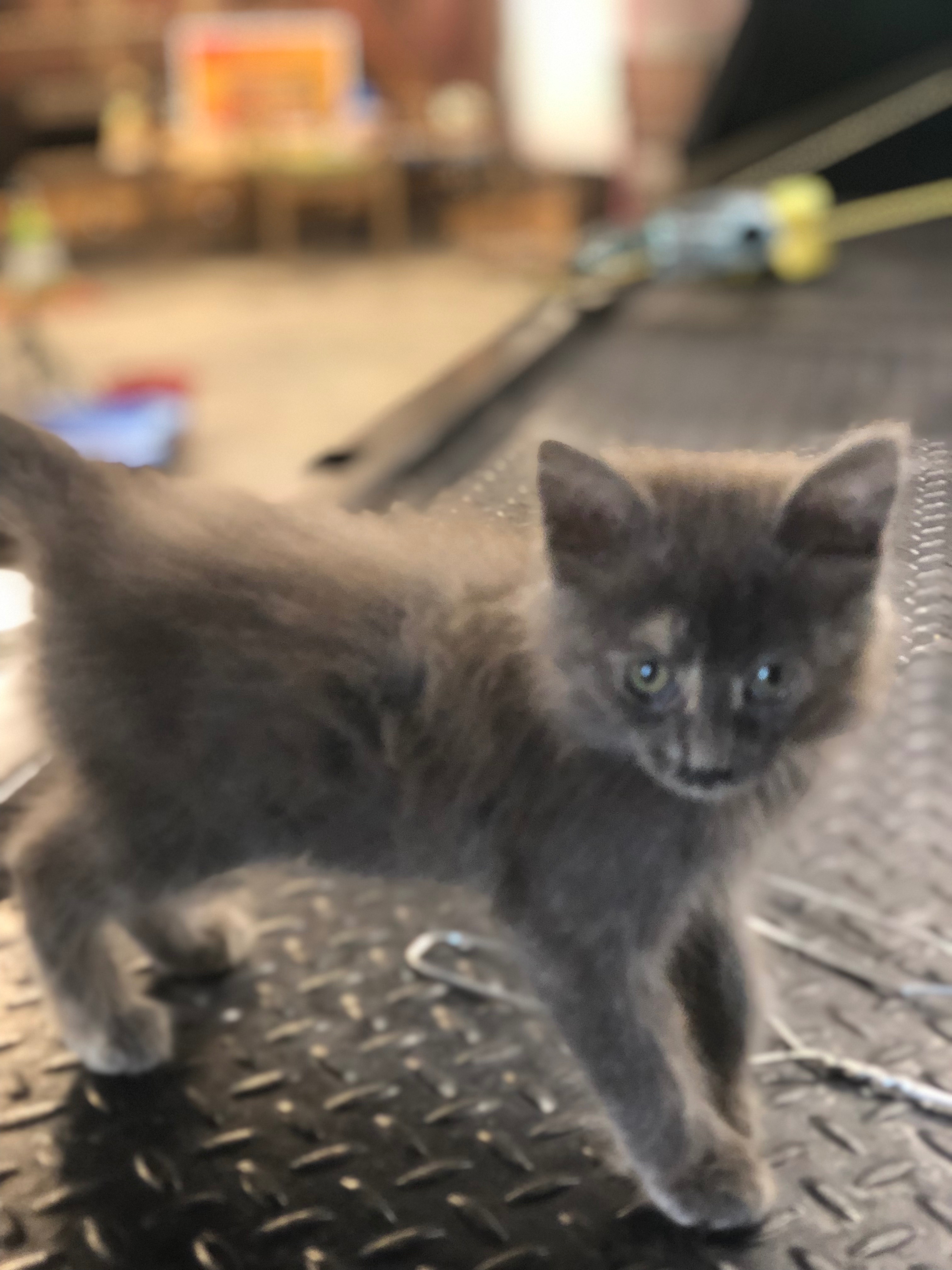 Austin’s Mission: Shelter and Care for Needy Animals campaign photo, 6 of 8