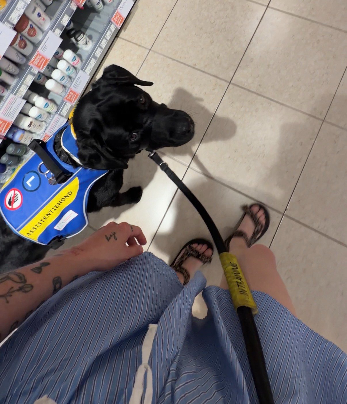 Help Boris verder op weg als assistentiehond campaign photo, 6 of 7