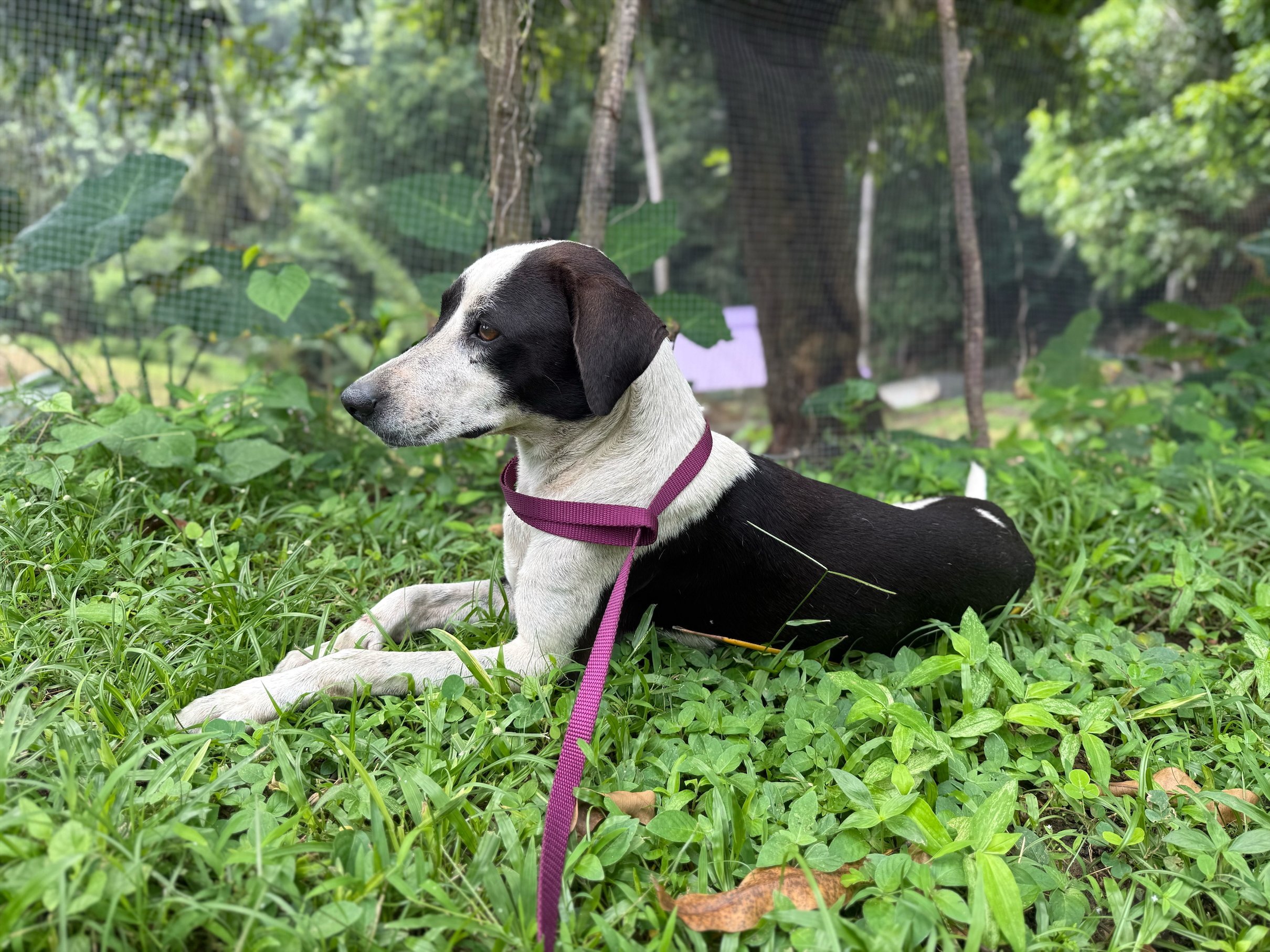 Help Power Hope for Dominica's Rescue Animals campaign photo, 2 of 8