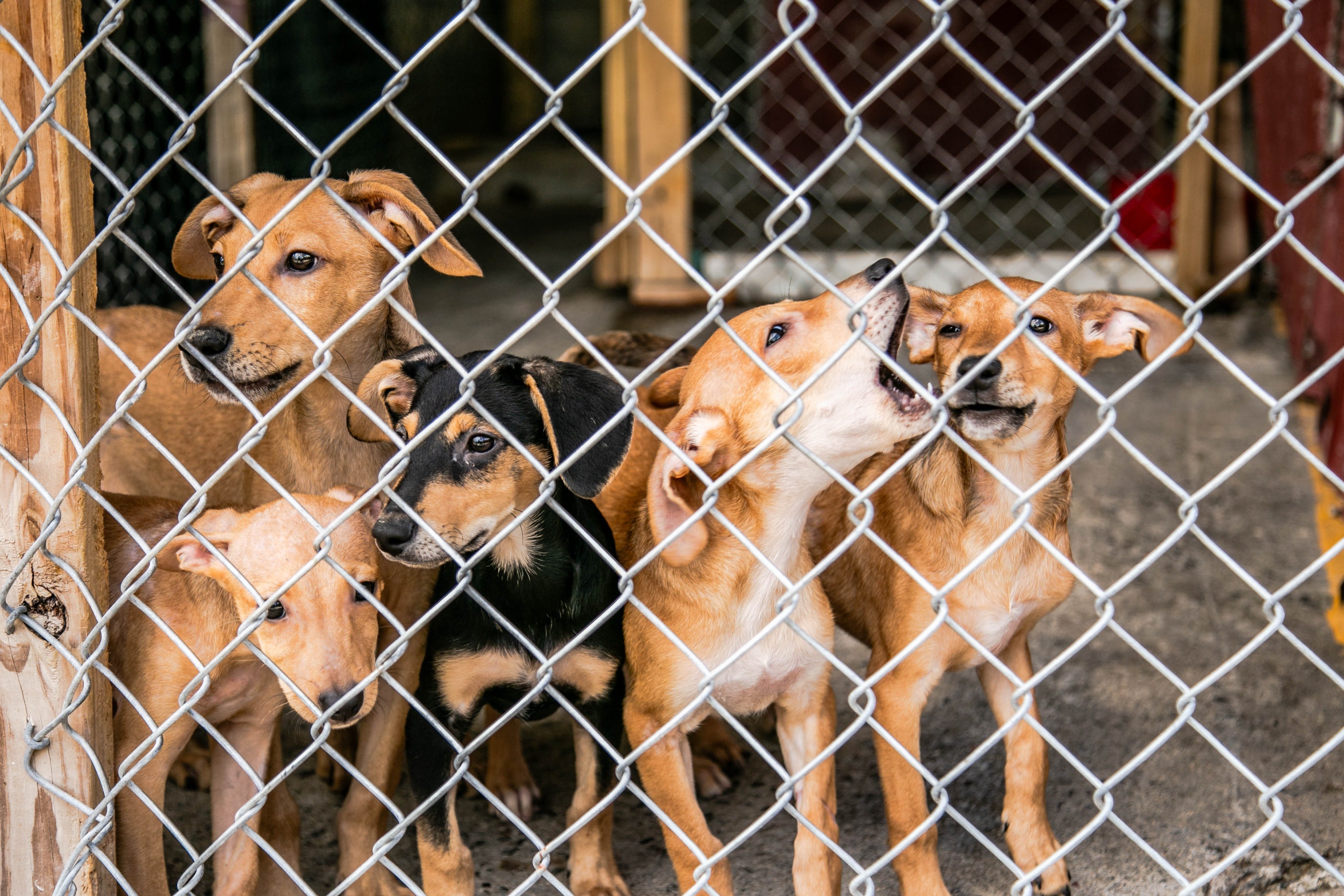 Help Power Hope for Dominica's Rescue Animals campaign photo, 6 of 8