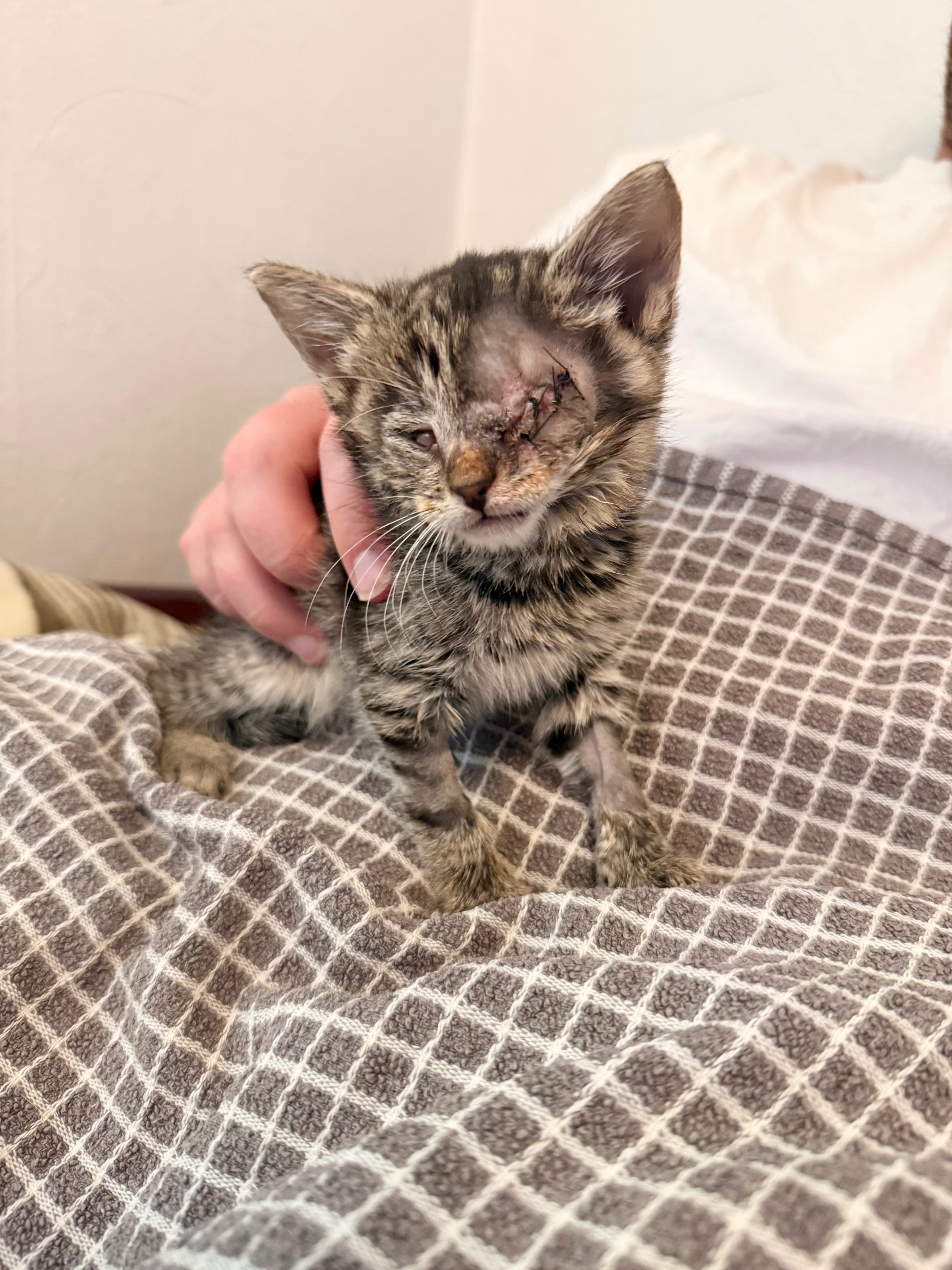 Please help with Sid’s surgeries campaign photo, 7 of 8
