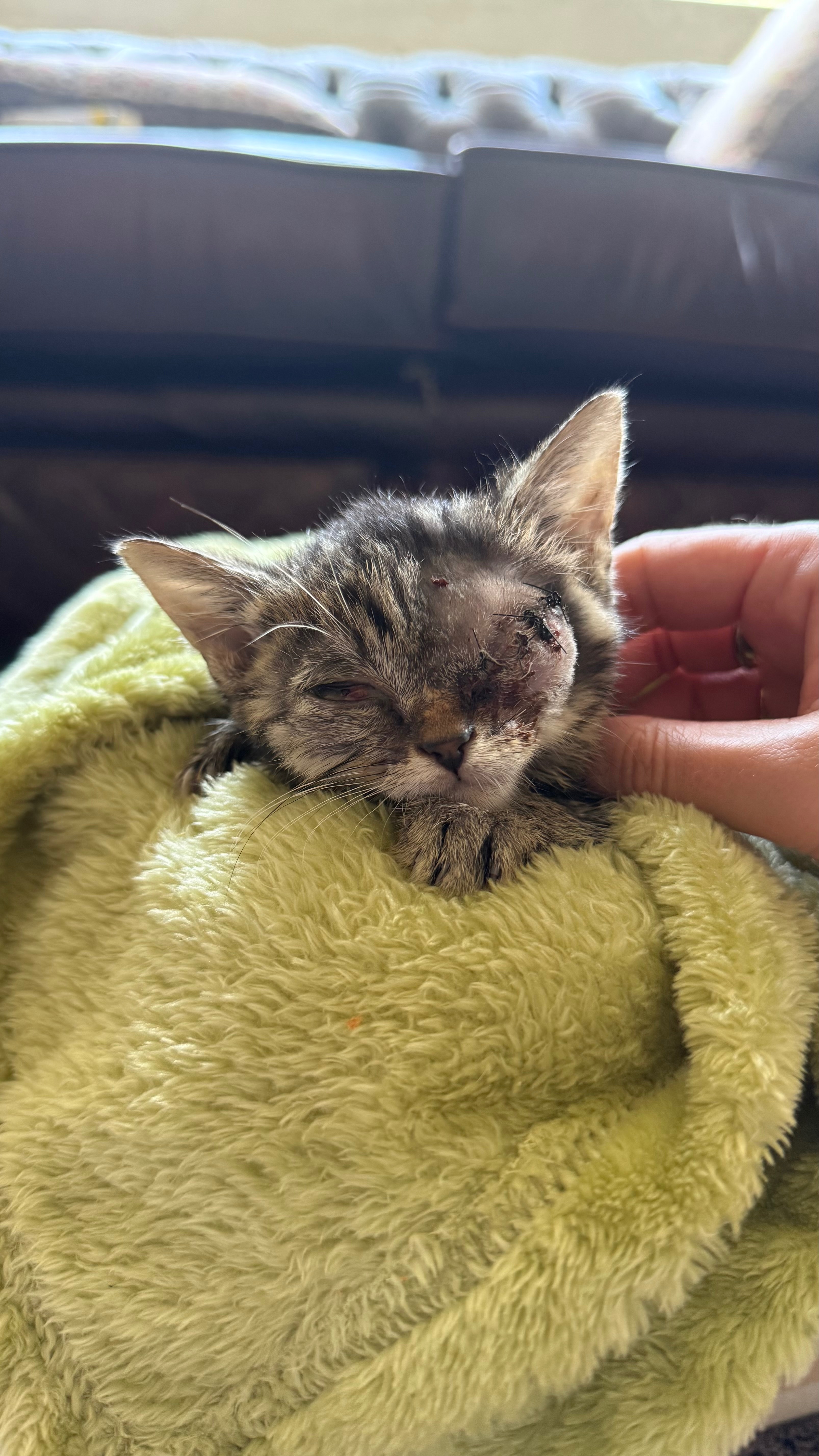 Please help with Sid’s surgeries campaign photo, 2 of 8