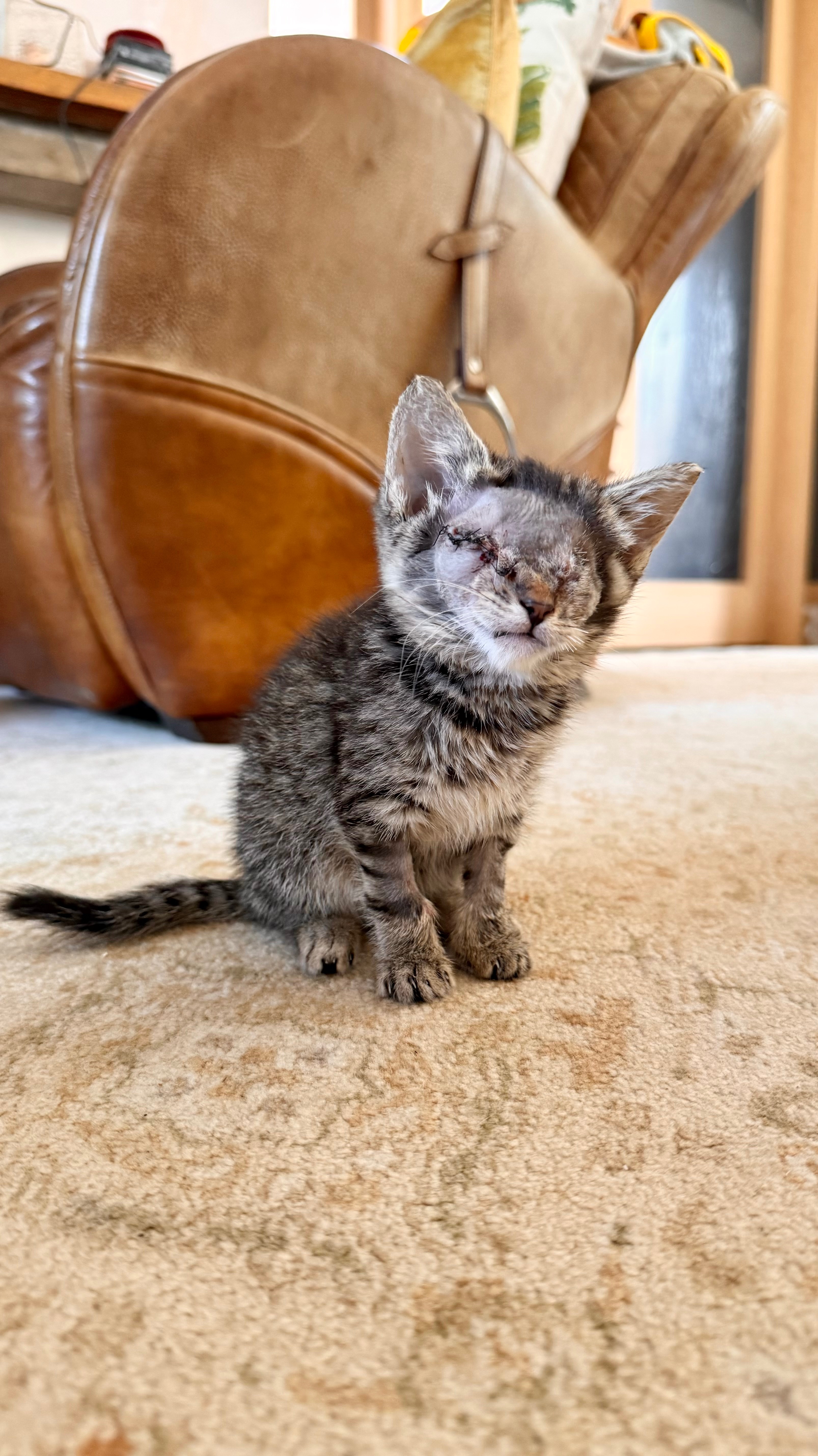 Please help with Sid’s surgeries campaign photo, 5 of 8