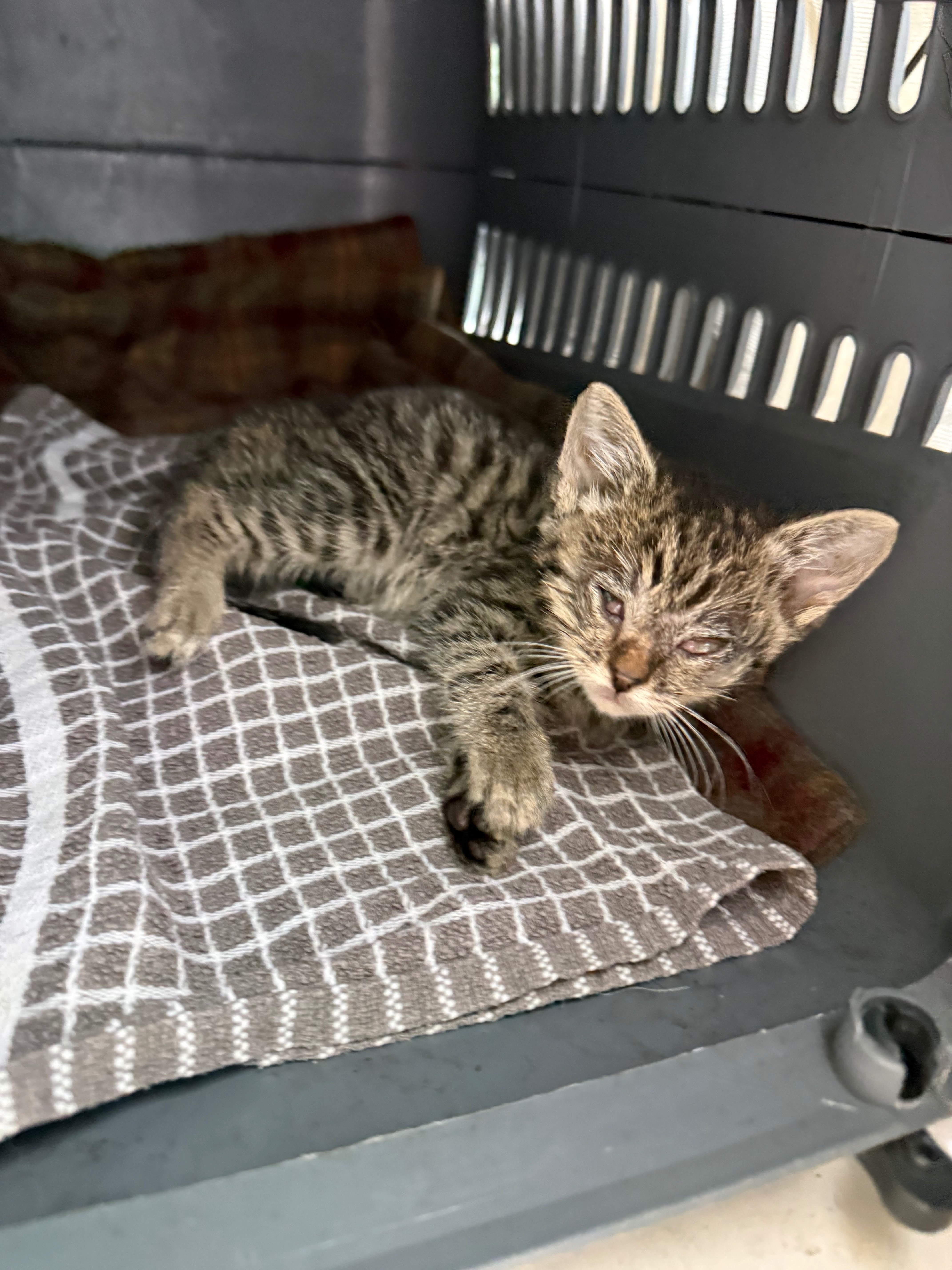 Please help with Sid’s surgeries campaign photo, 6 of 8