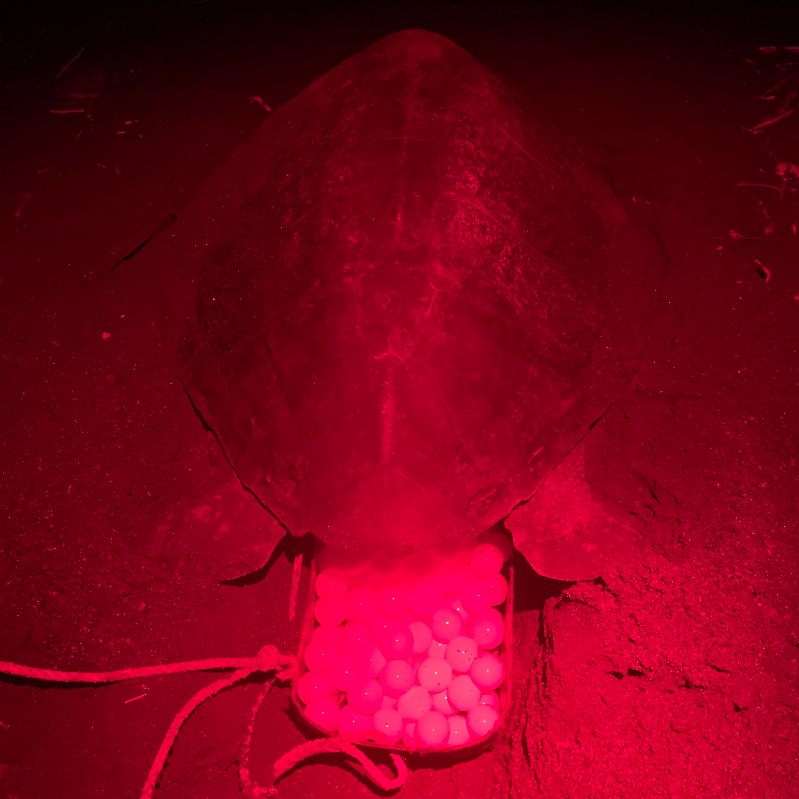 Protecting Cambutal's Sea Turtles Together campaign photo, 2 of 8