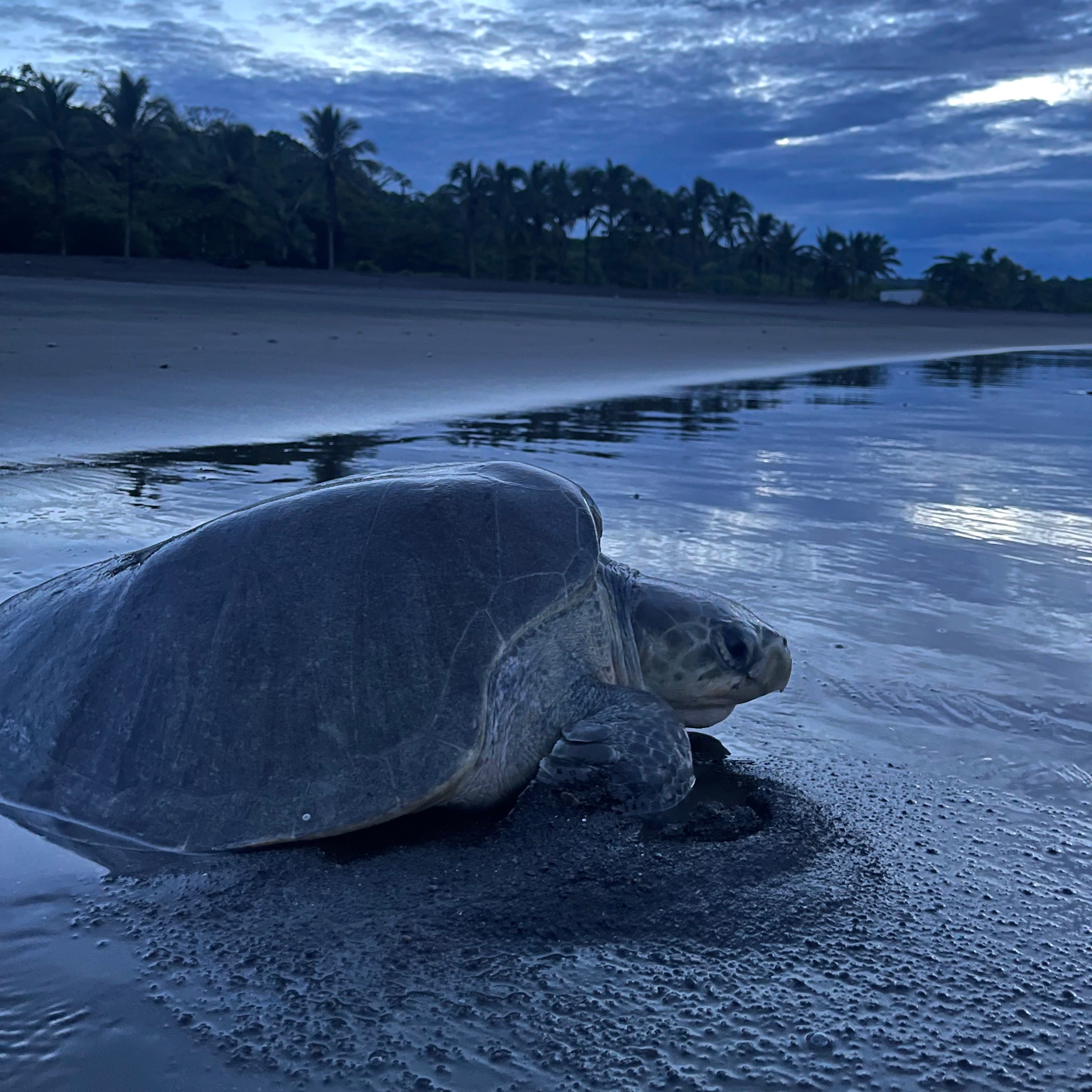 Protecting Cambutal's Sea Turtles Together campaign photo, 4 of 8