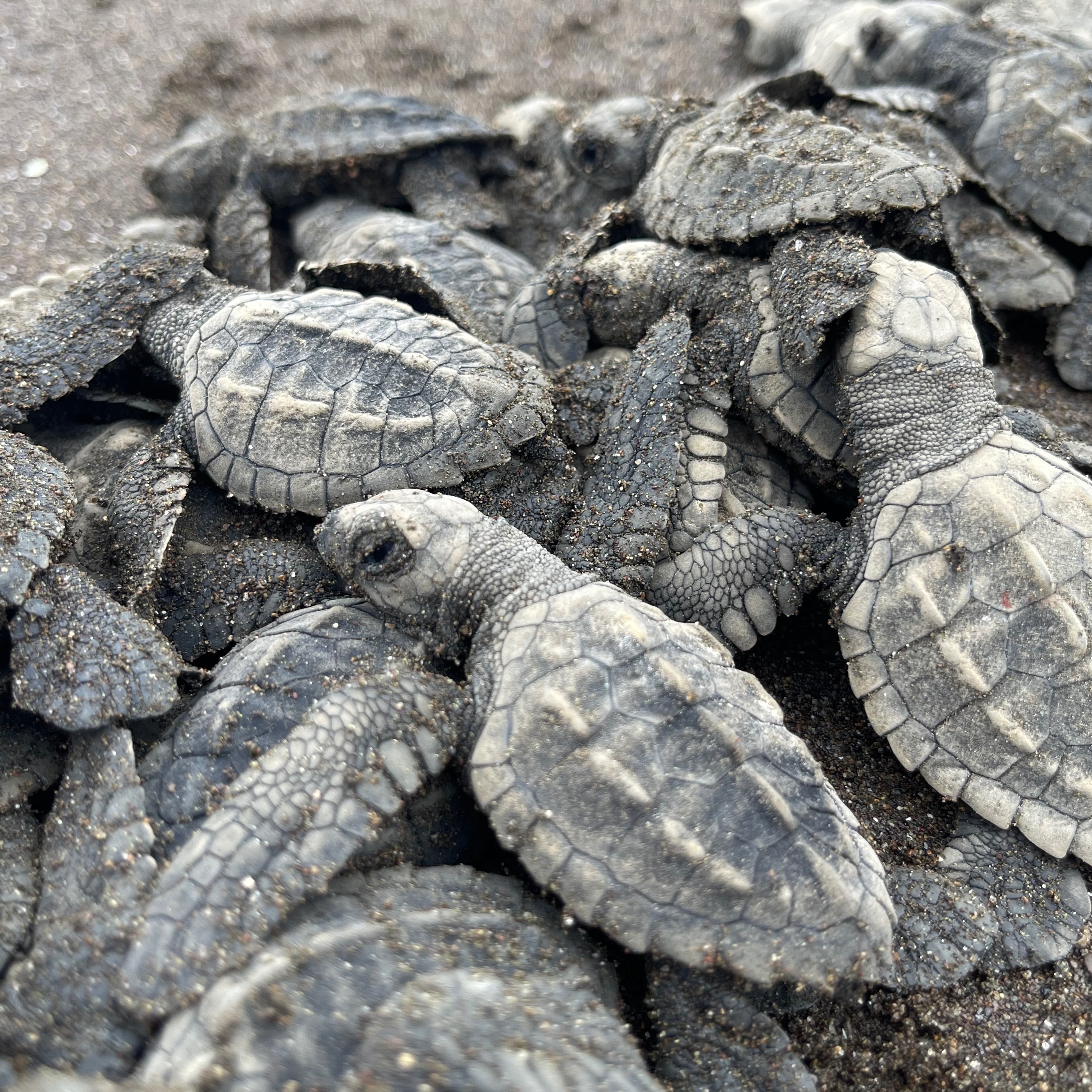 Protecting Cambutal's Sea Turtles Together campaign photo, 6 of 8