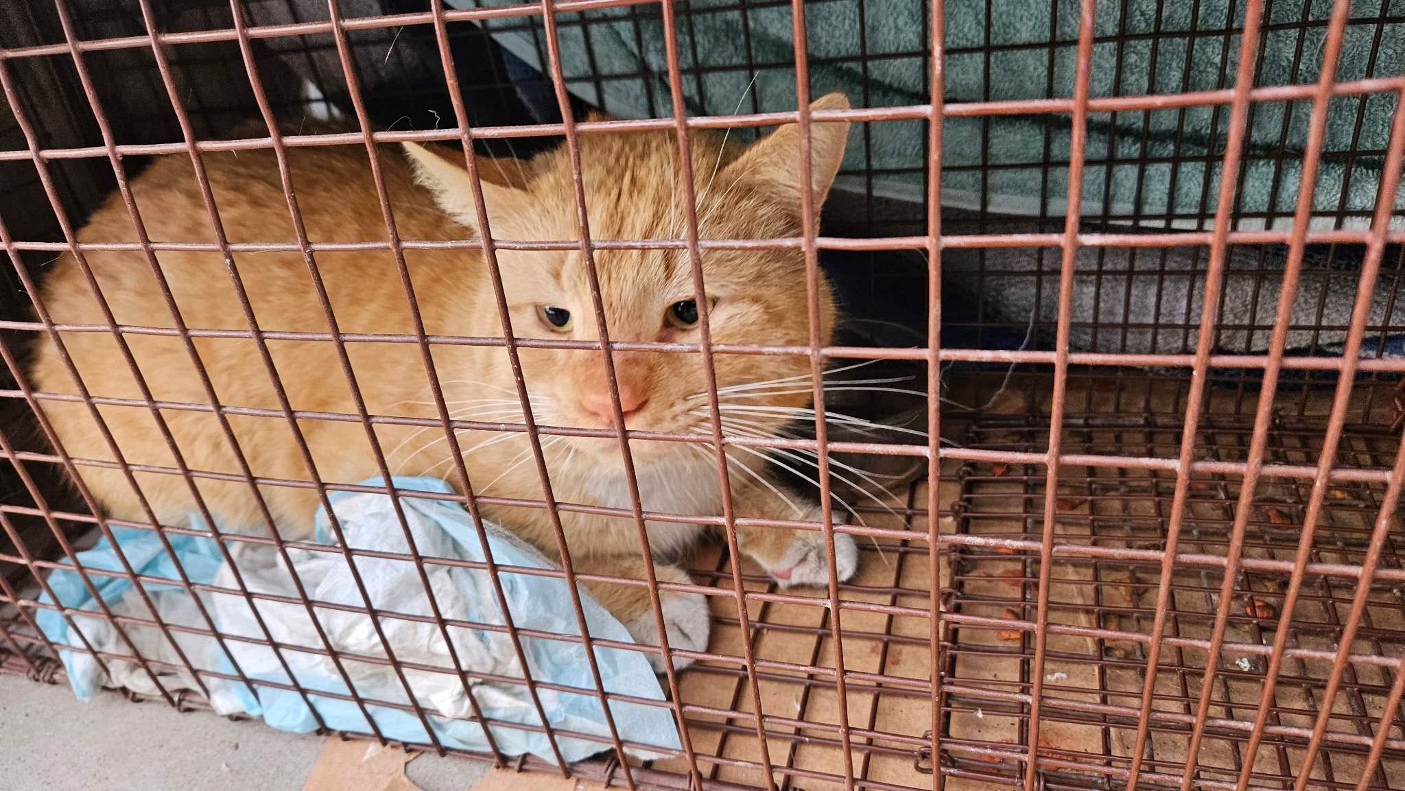 Help Local Cats: Support TNR Efforts campaign photo, 4 of 5
