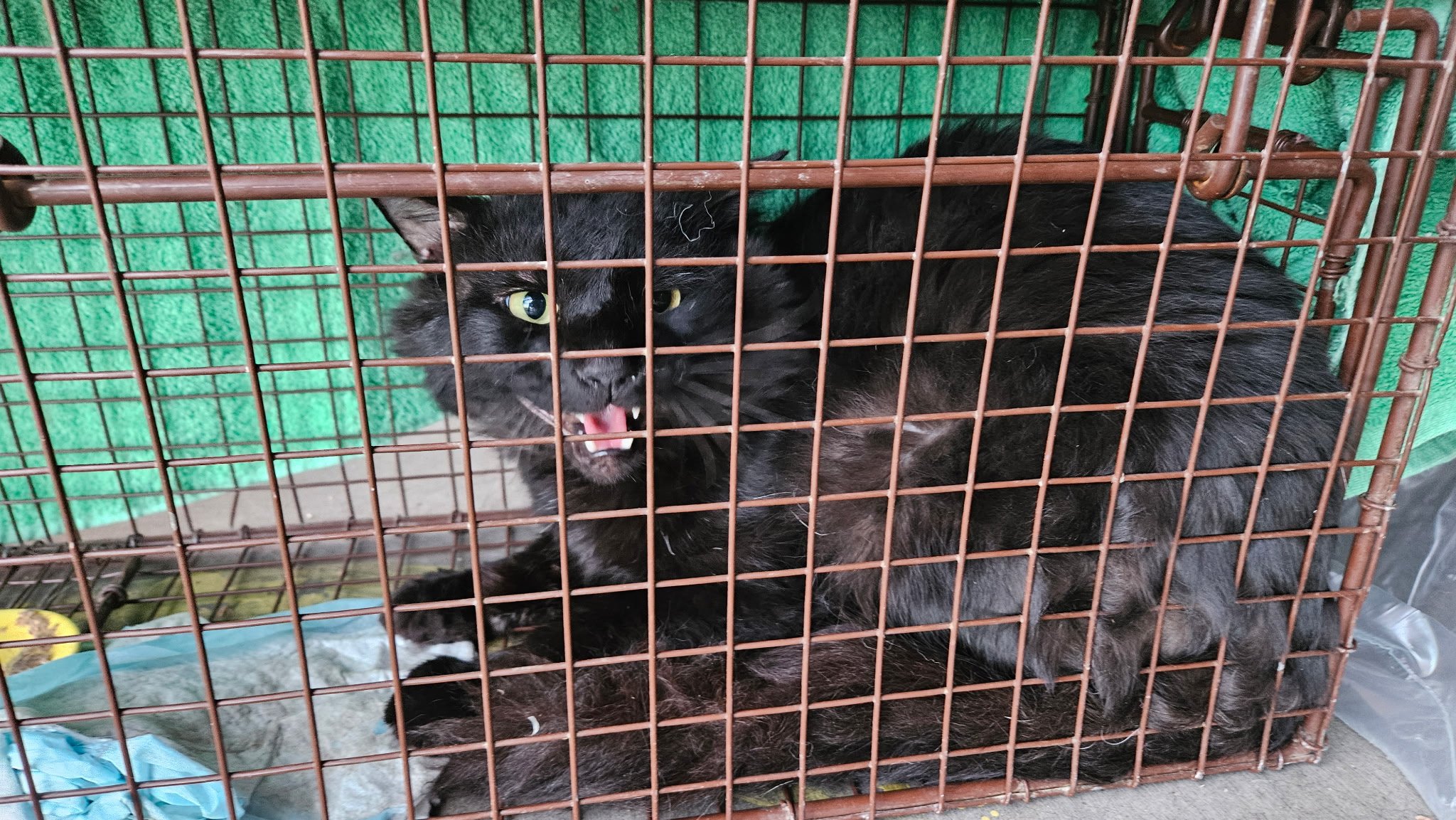 Help Local Cats: Support TNR Efforts campaign photo, 2 of 5