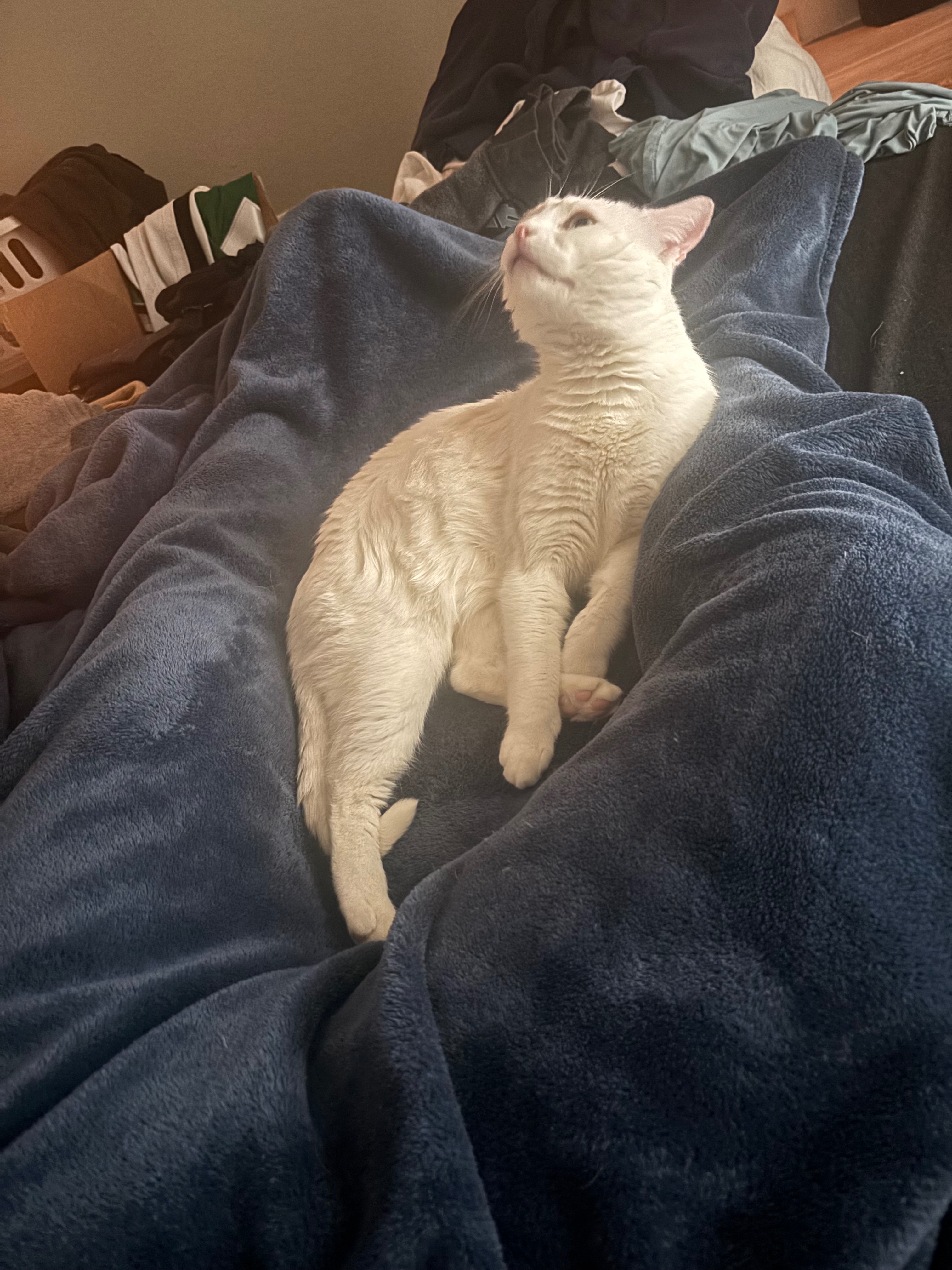 Help Goose beat FIP (Feline Infectious Peritonitis) campaign photo, 7 of 8