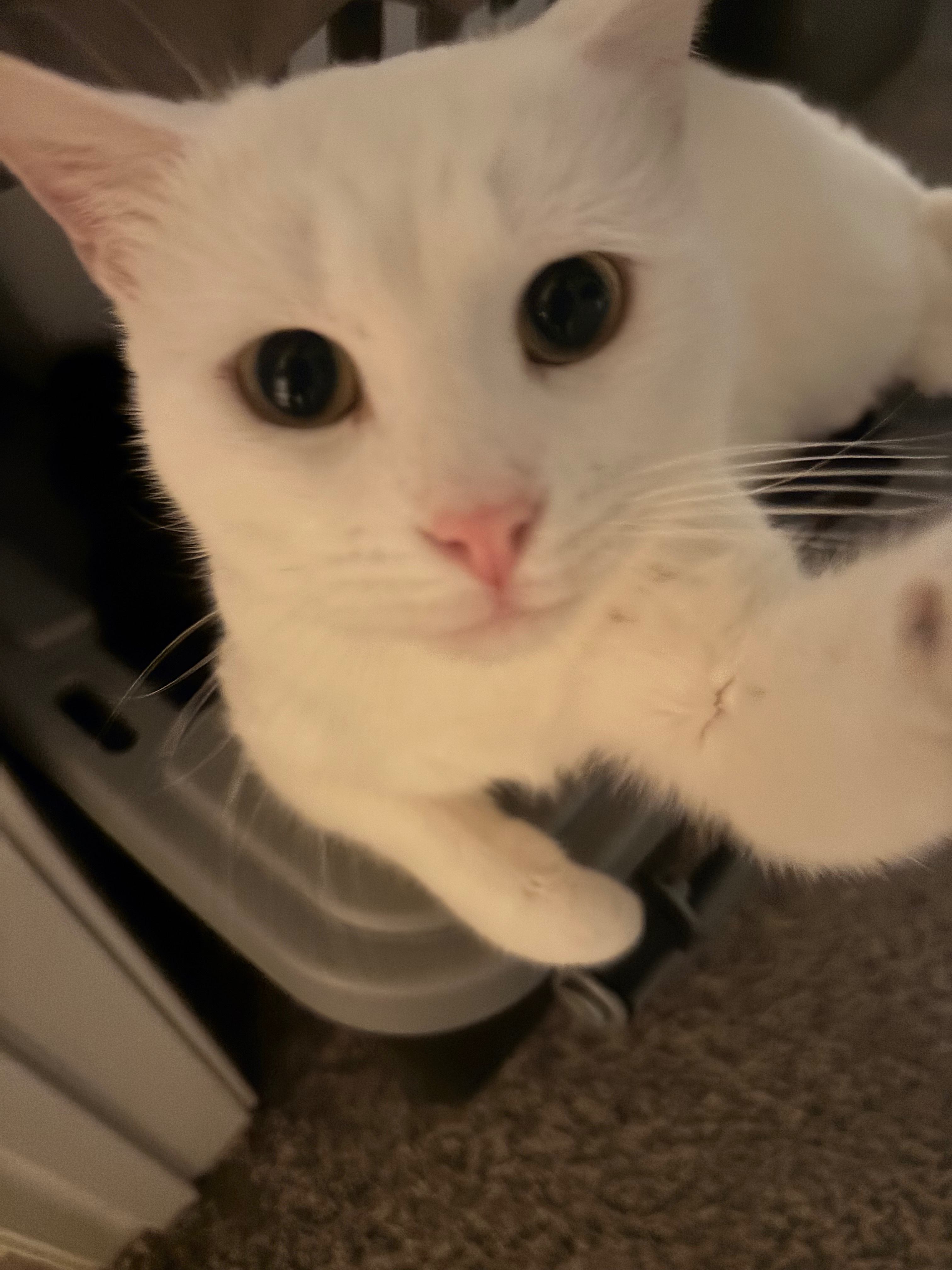 Help Goose beat FIP (Feline Infectious Peritonitis) campaign photo, 2 of 8