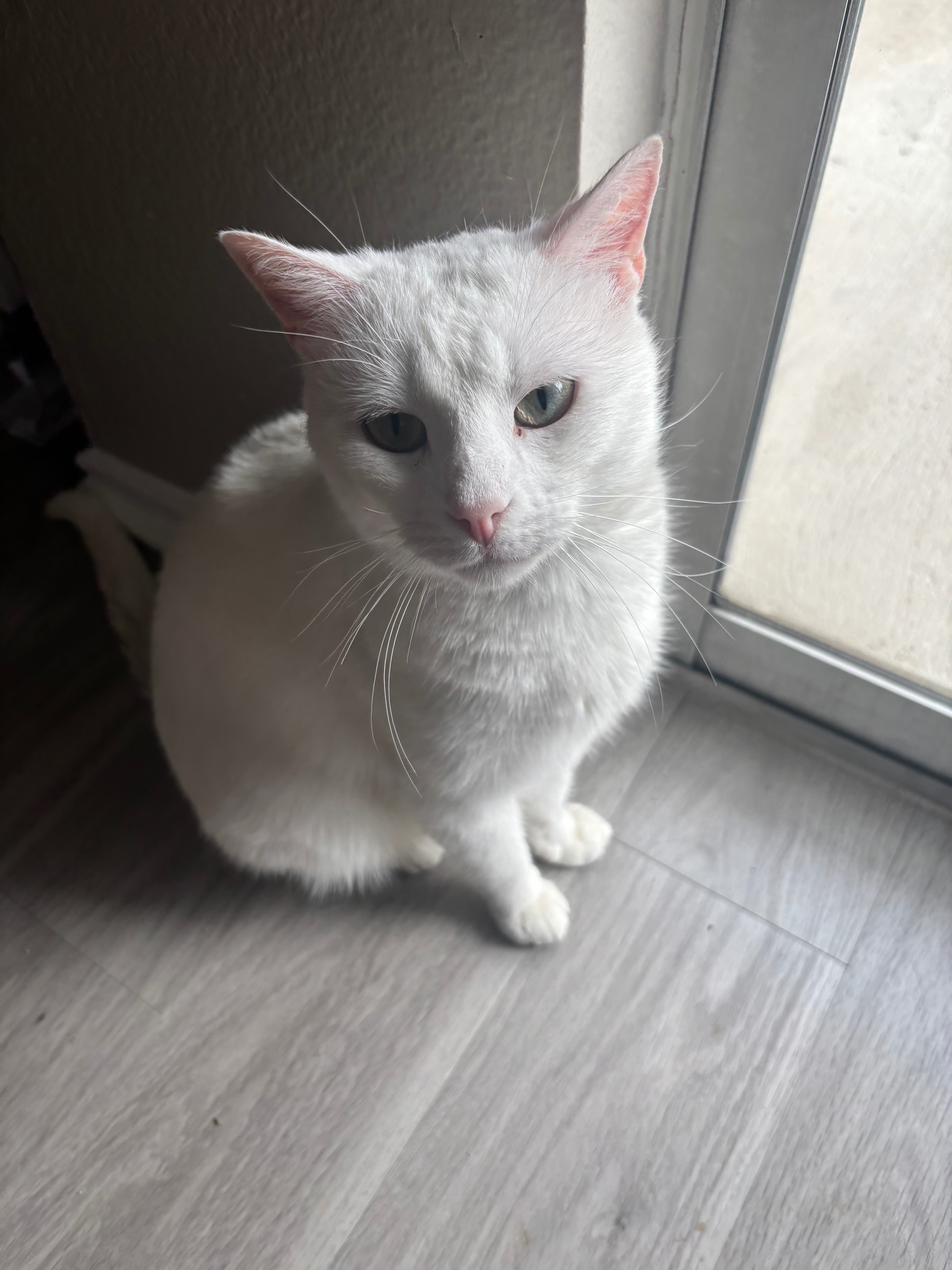Help Goose beat FIP (Feline Infectious Peritonitis) campaign photo, 4 of 8