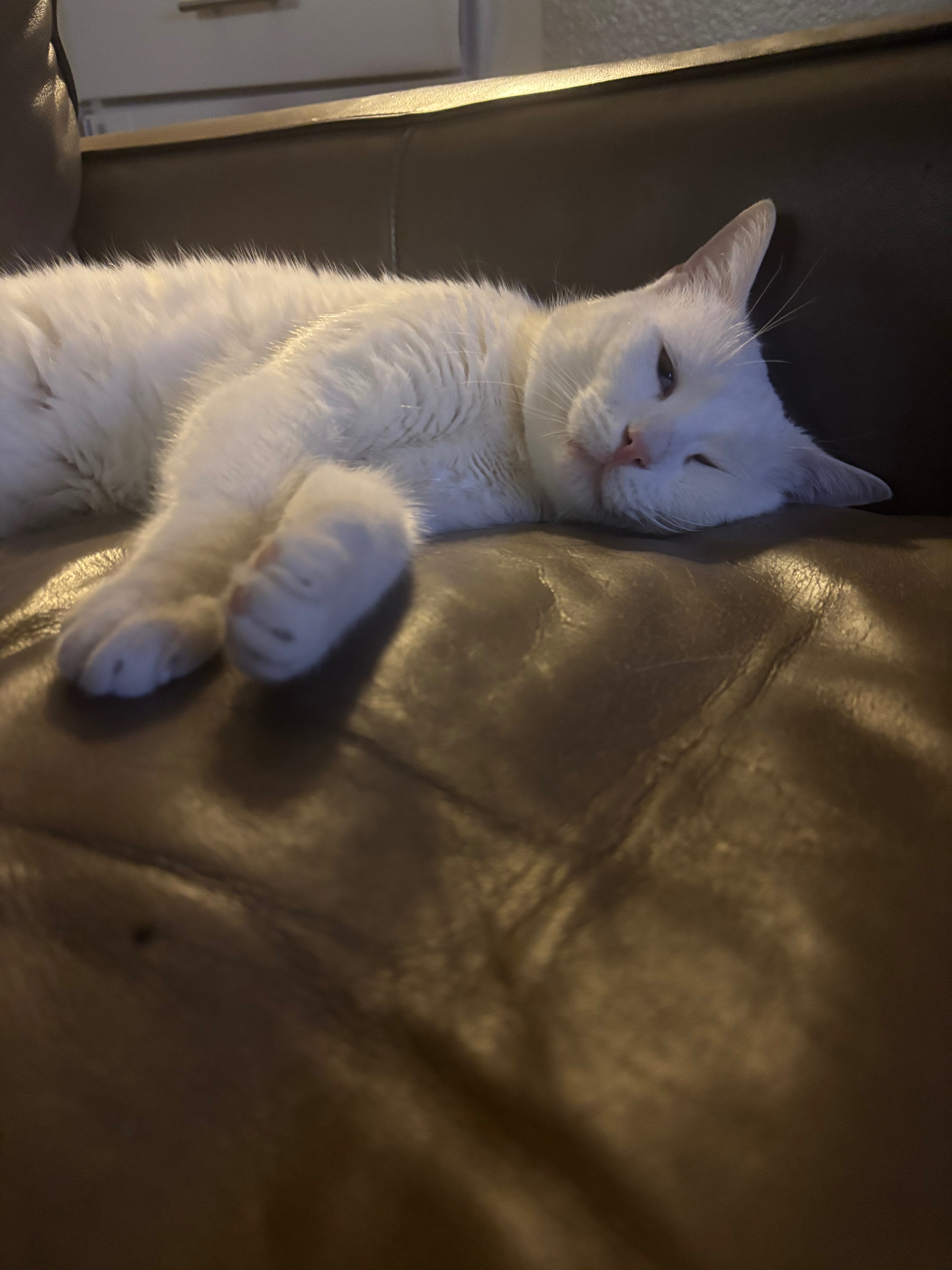 Help Goose beat FIP (Feline Infectious Peritonitis) campaign photo, 5 of 8